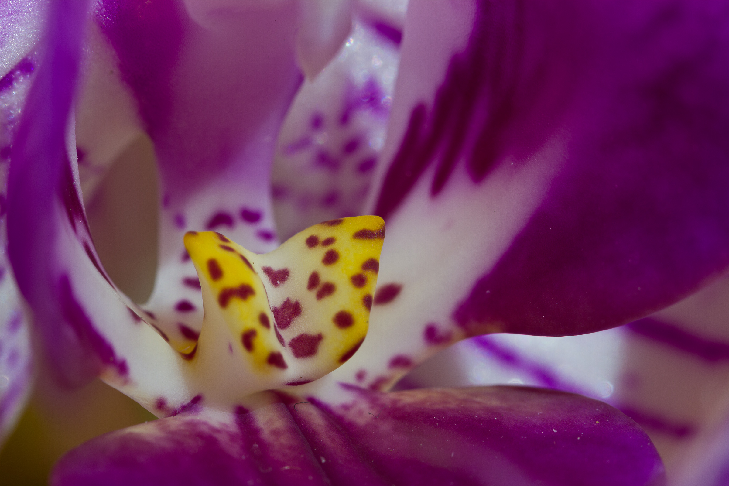 Nella bocca dell'orchidea...