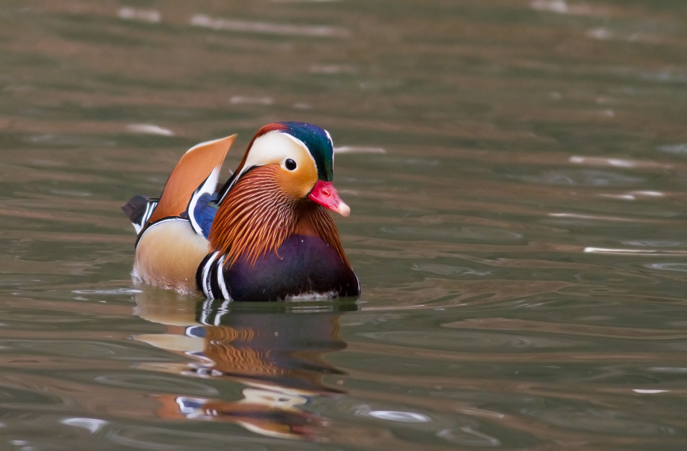 Mandarin duck...