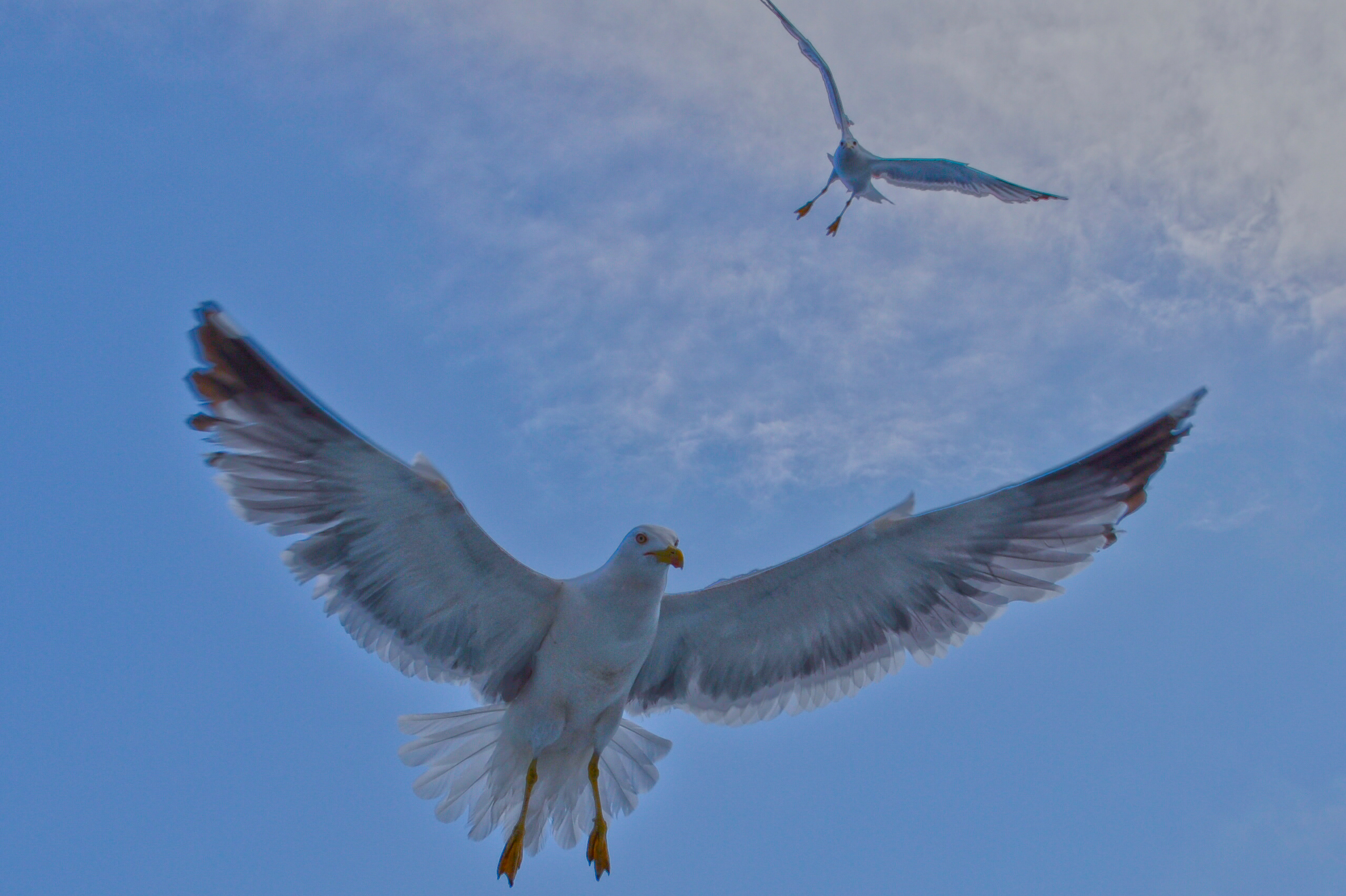 Seagulls...