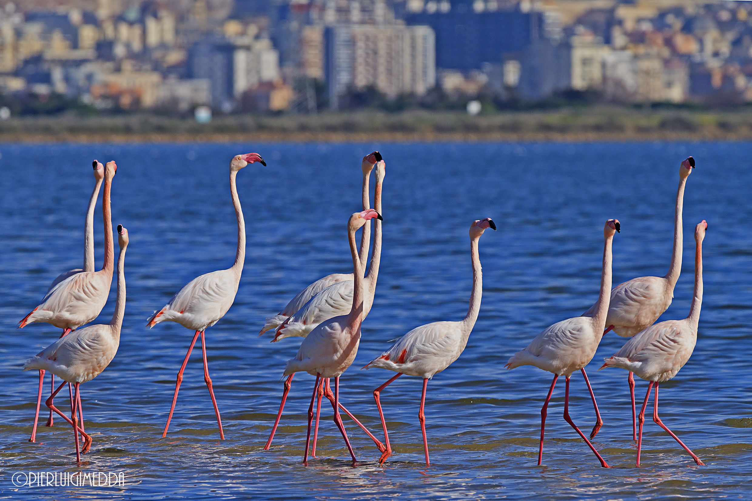 Bridal parade of pink flamingos...