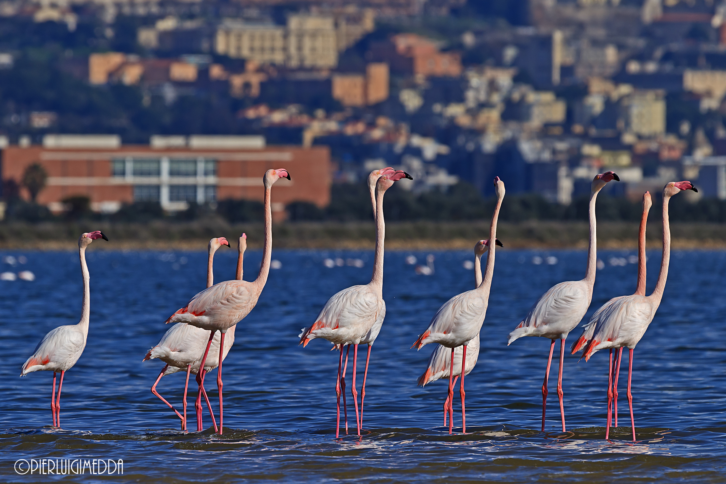 Bridal parade of pink flamingos...
