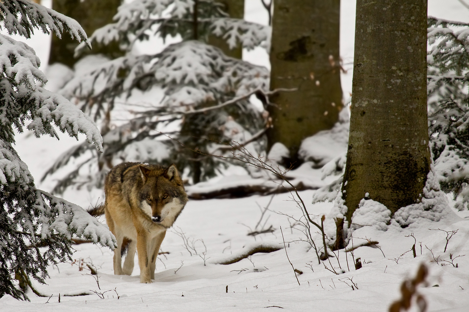 European wolf (Canis lupus lupus)...