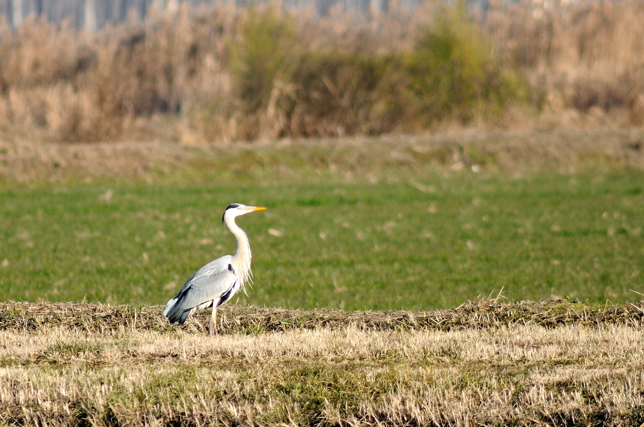 Gray heron...