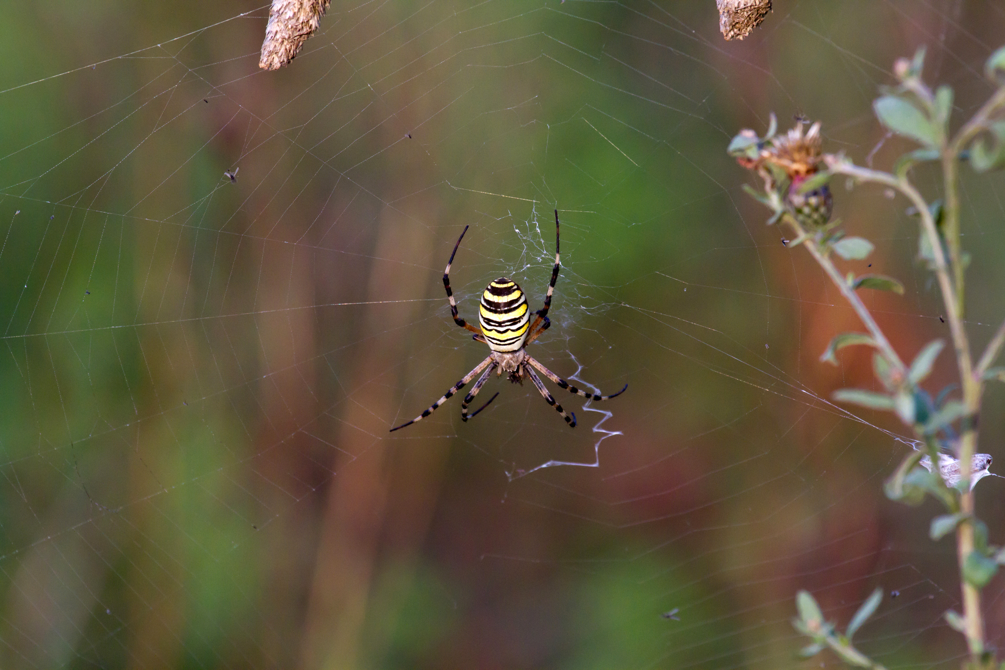 Argiope - Wasp spider (Argiope bruennichi)...