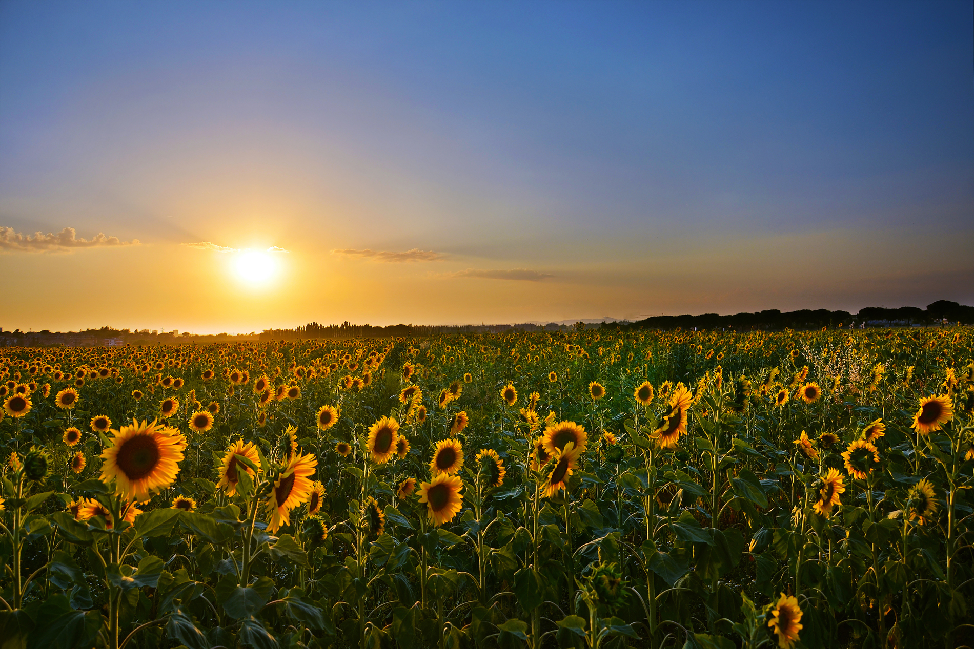 Sunflowers at the Sunset...