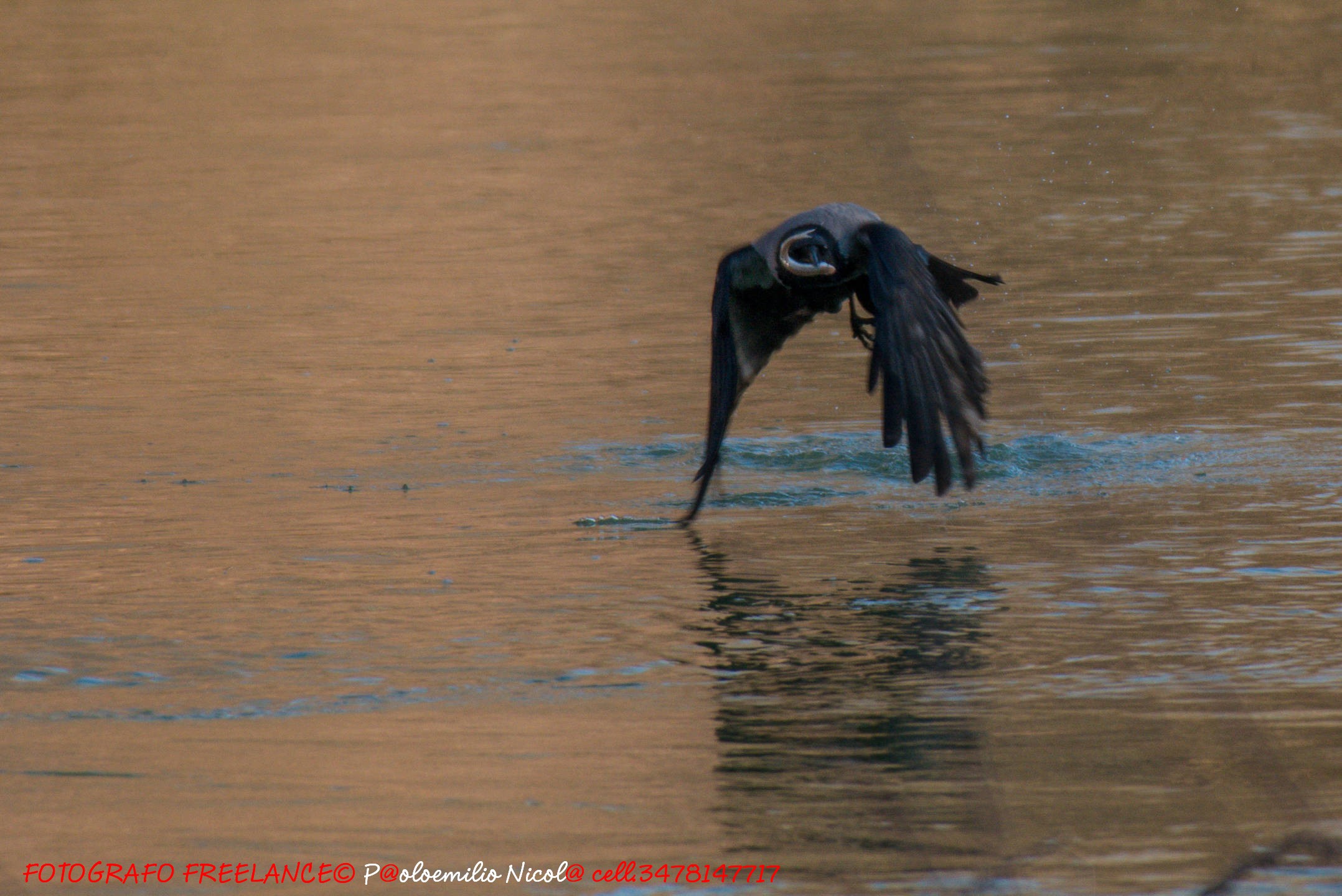 corvo grigio che pesca come un martino.......