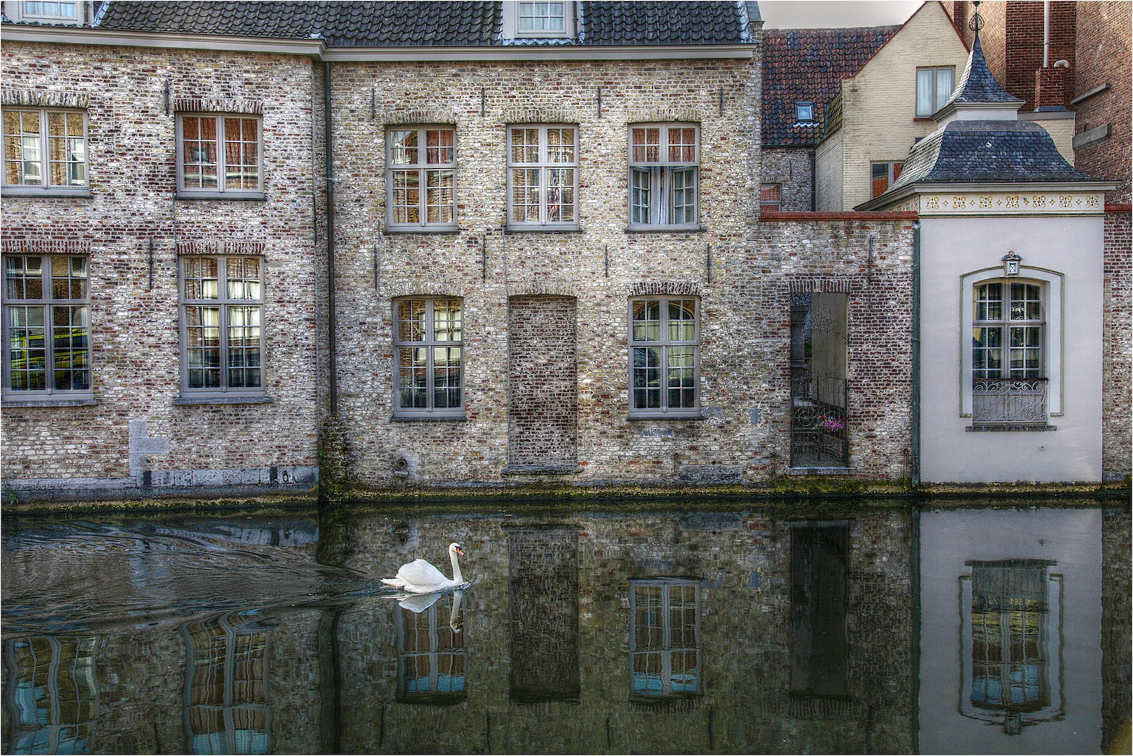 Swan in Bruges...