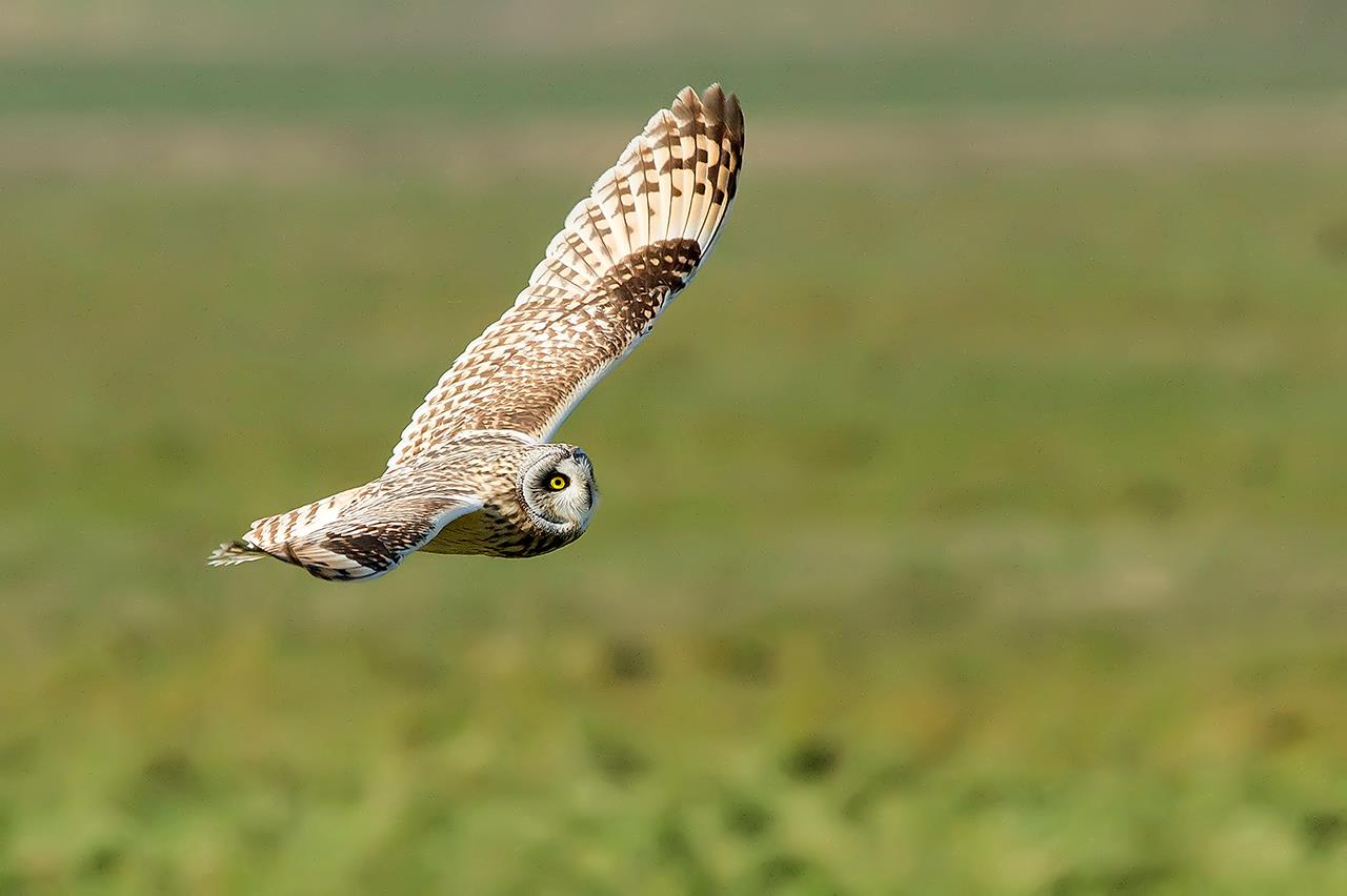 Short-eared Owl ... turn to the right...