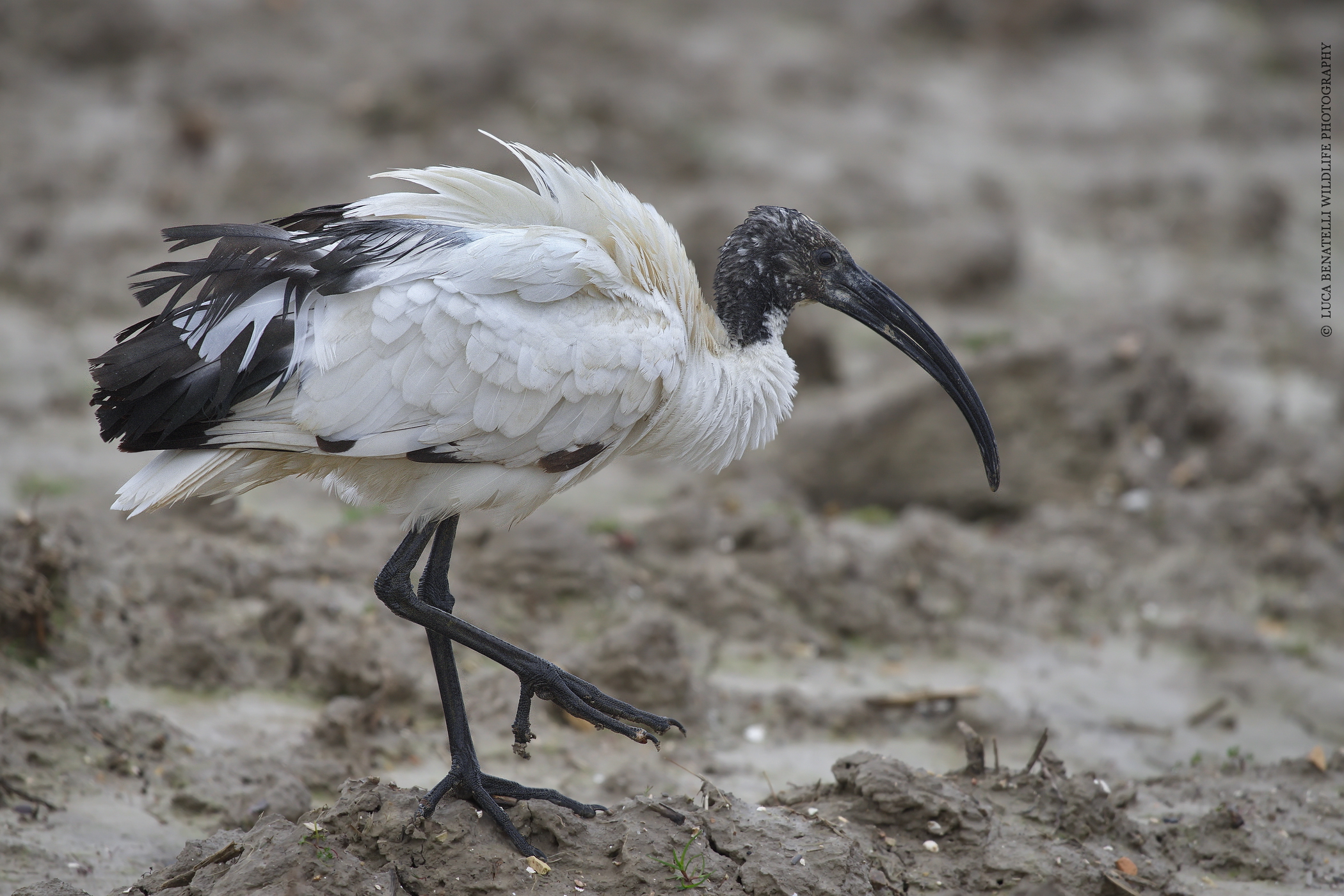 Sacred Ibis...