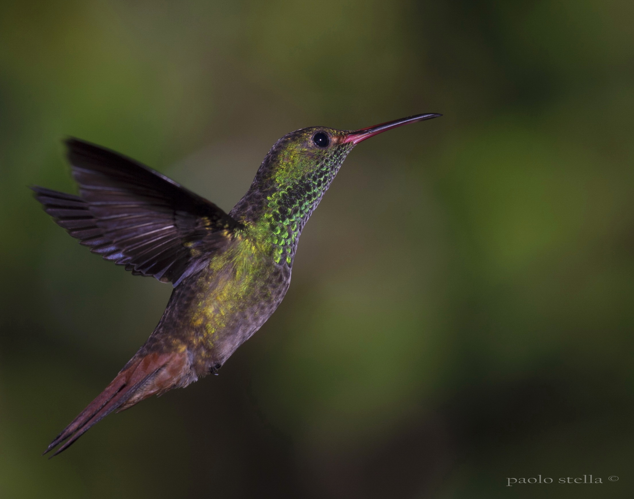 Bronze-tailed Plumeteleer Hummingbird...