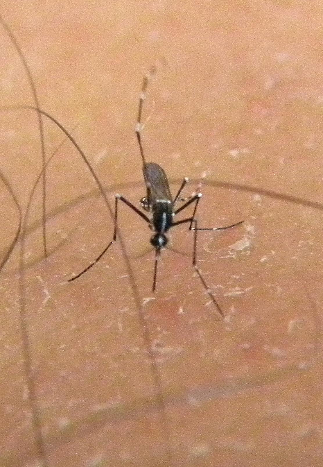 Aedes albopictus (zanzara tigre)...