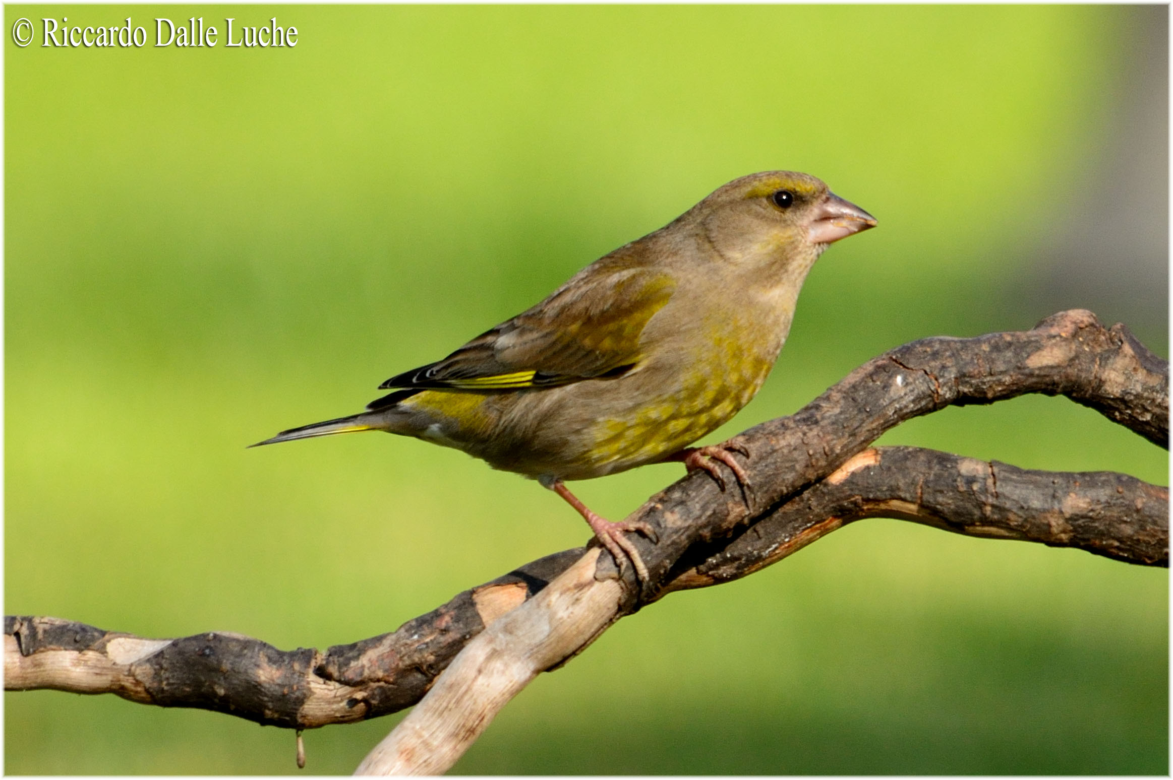 Finch...