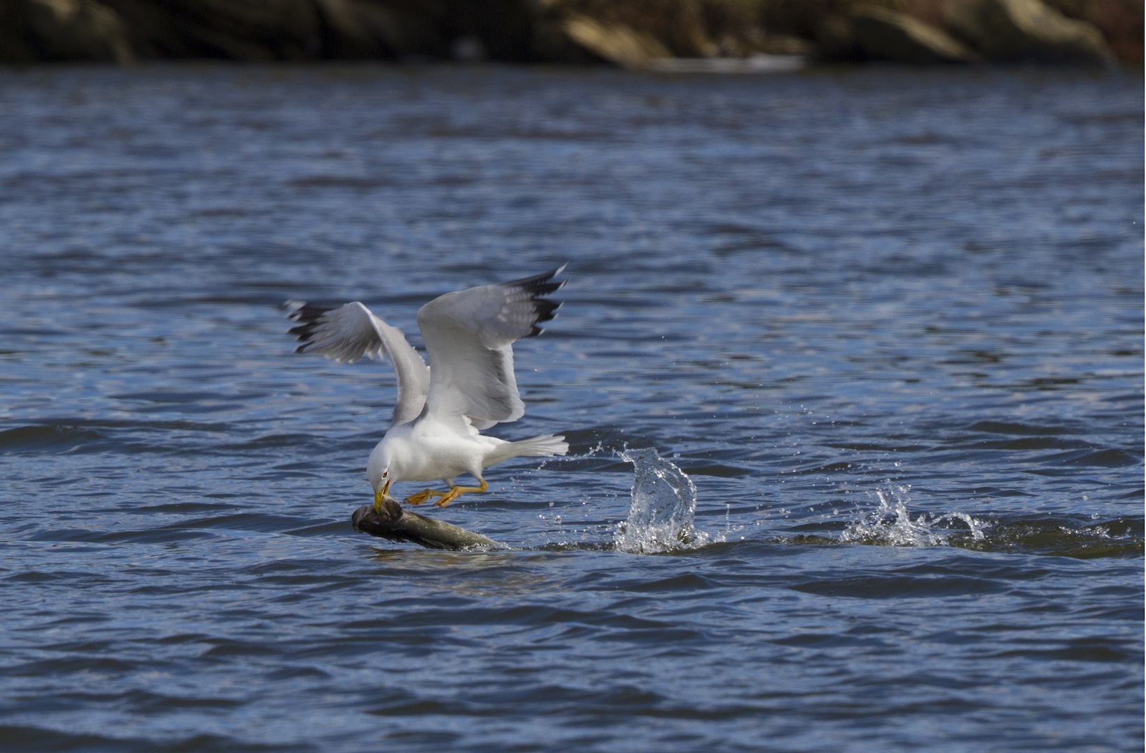 Seagull with bass...