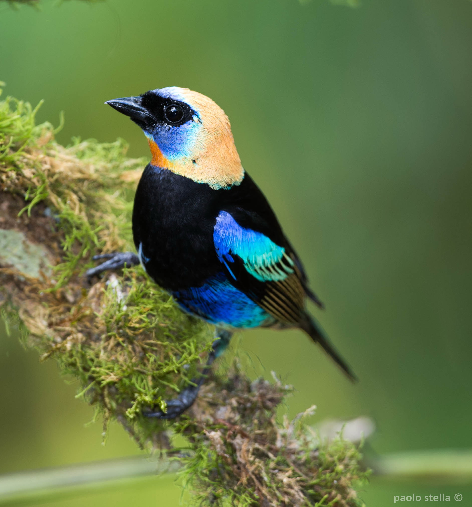 Golden hooded Tanager...