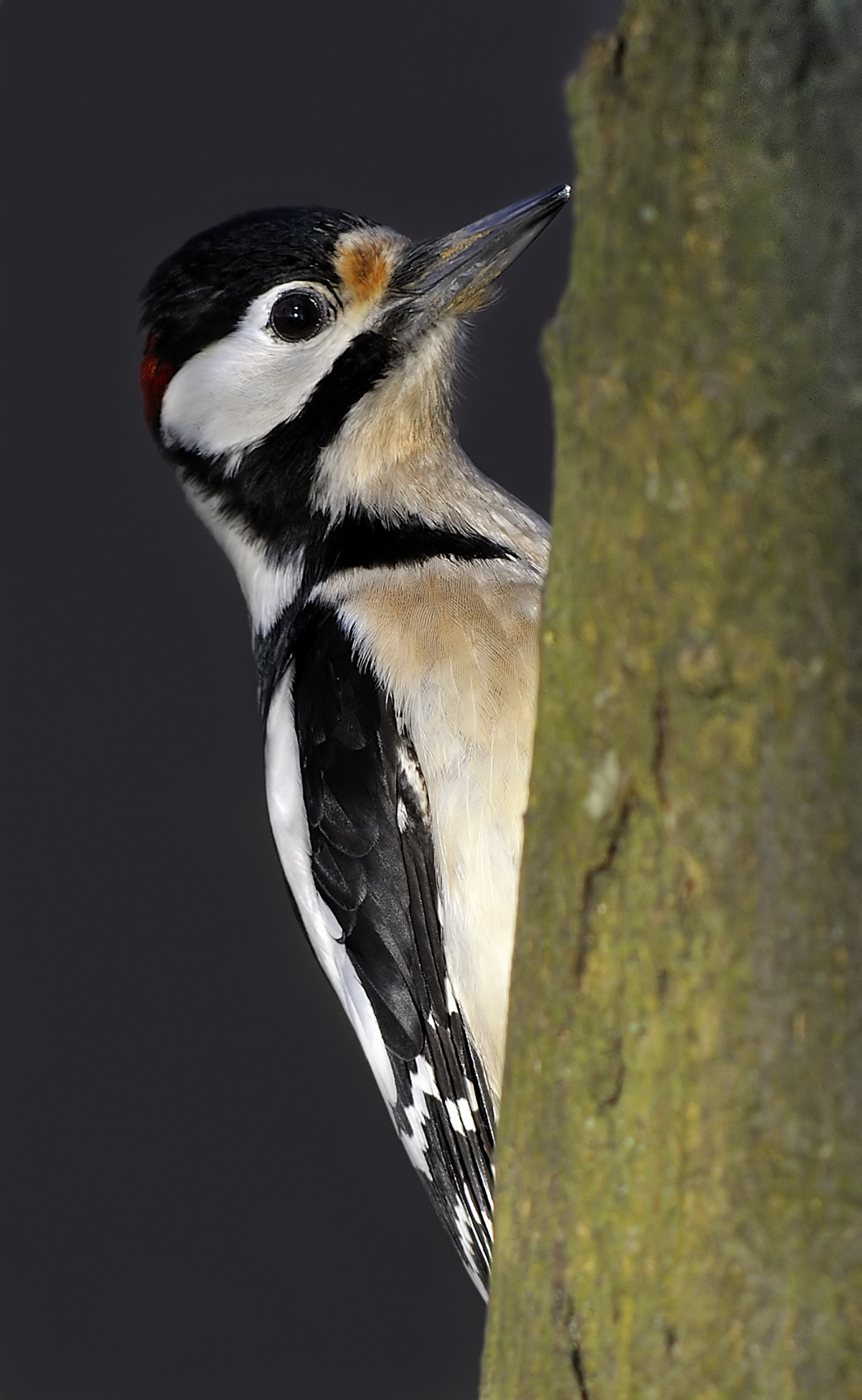 woodpecker...