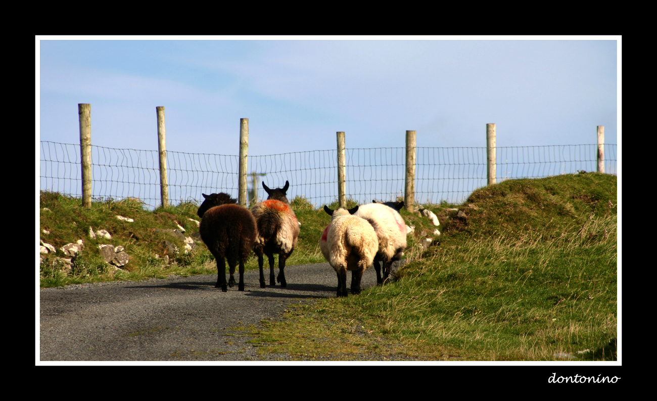 sheep for a walk...