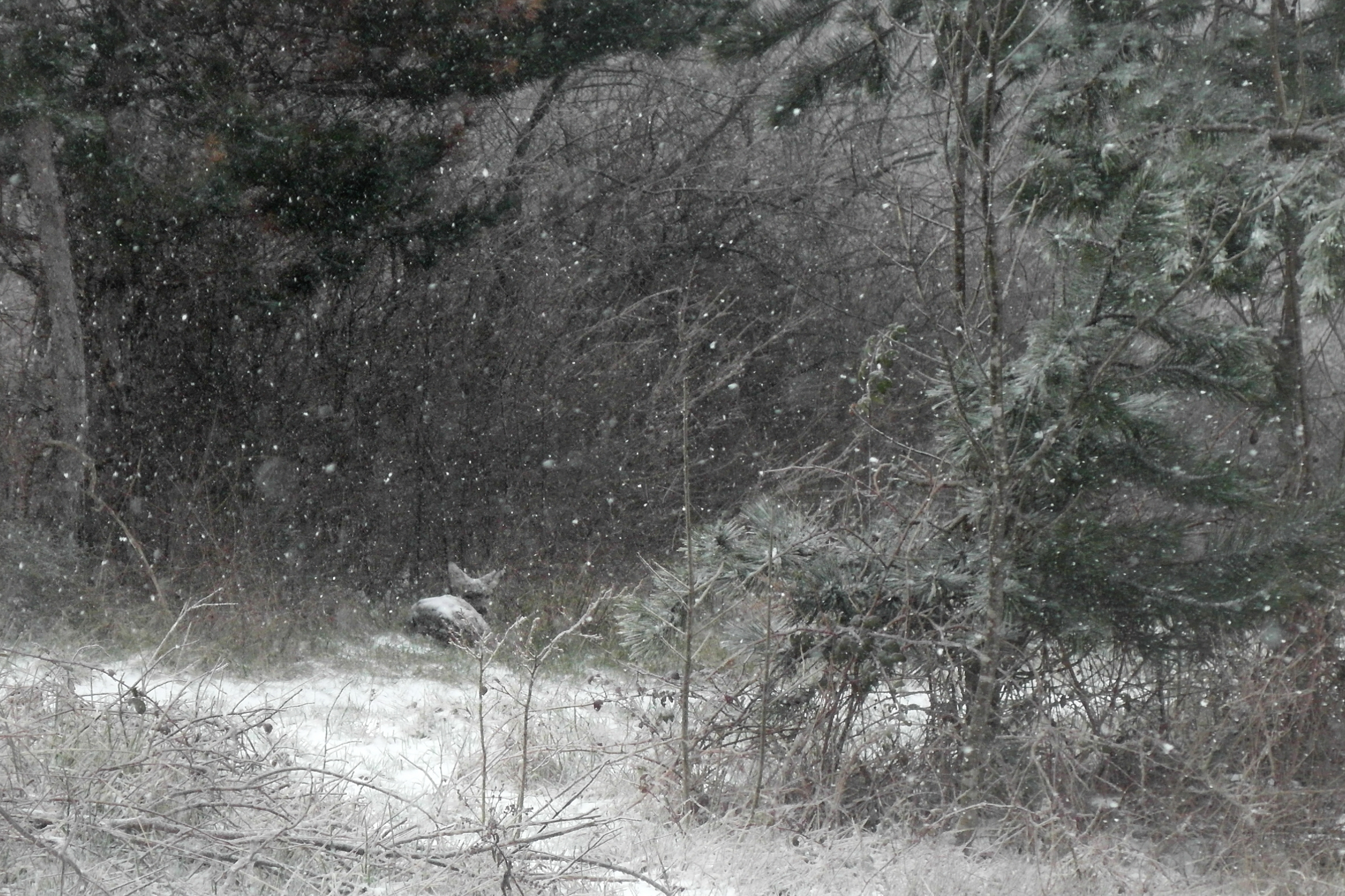roe deer in the snow 2...