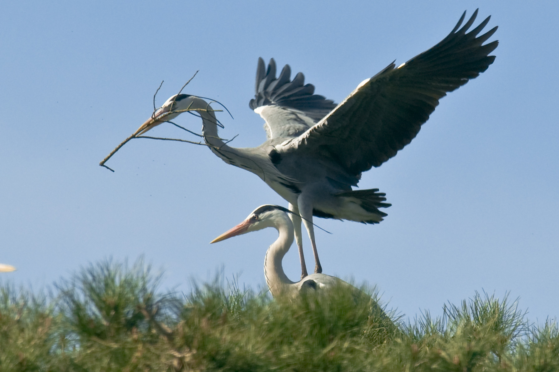 Greys herons to nest...