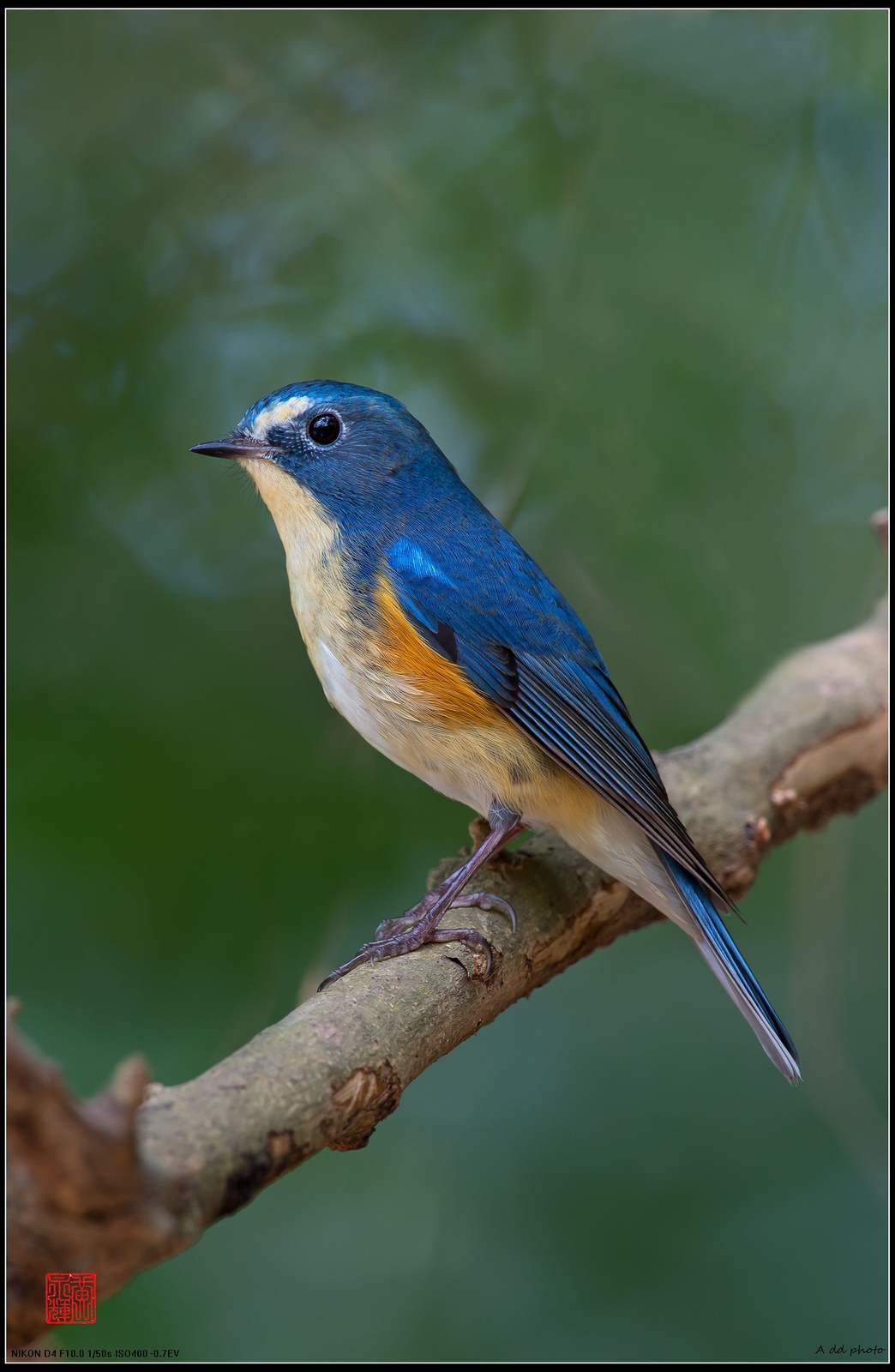 Rosso-fiancheggiato Bush Robin (Tarsiger cyanurus)...