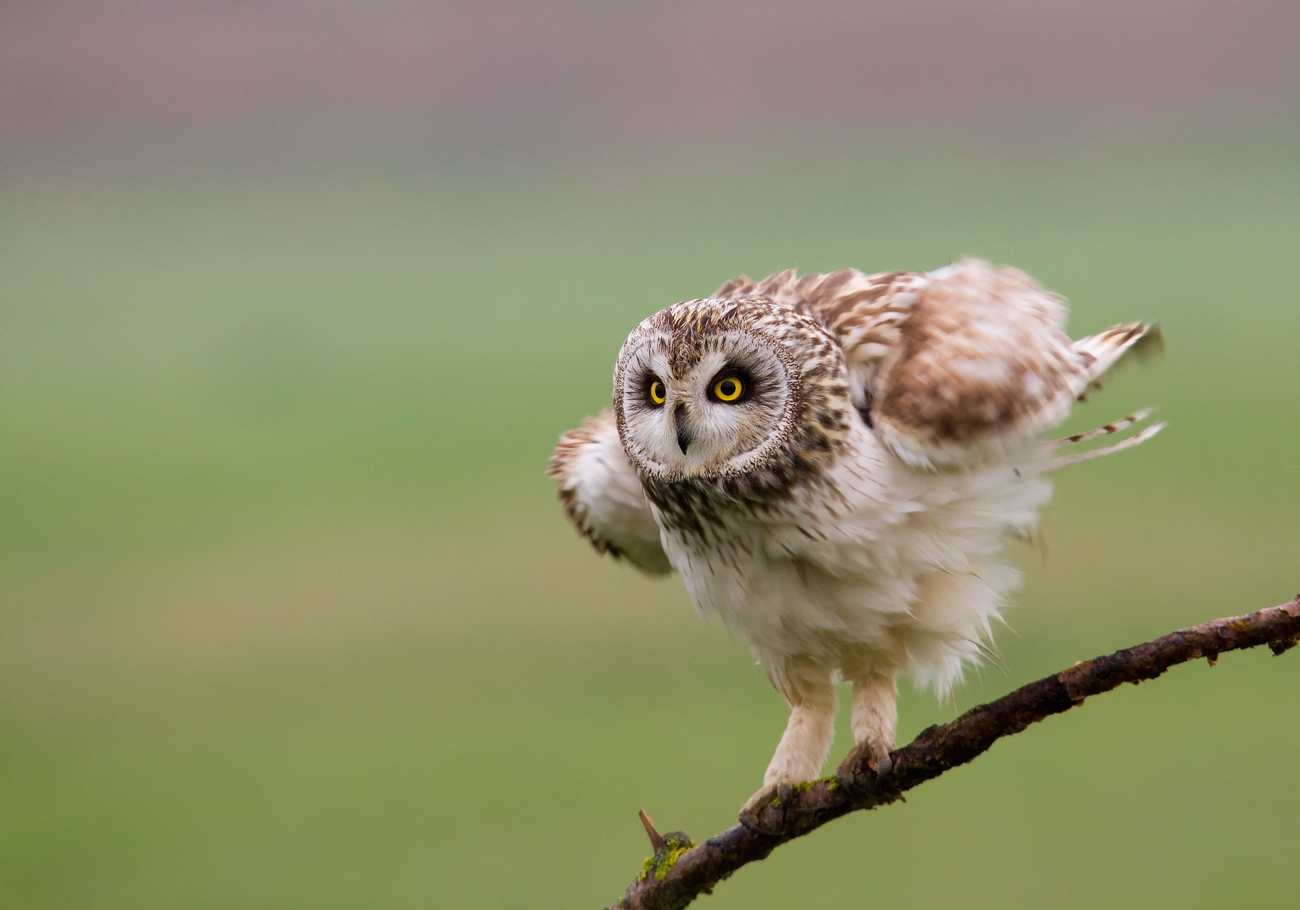 short-eared owl...