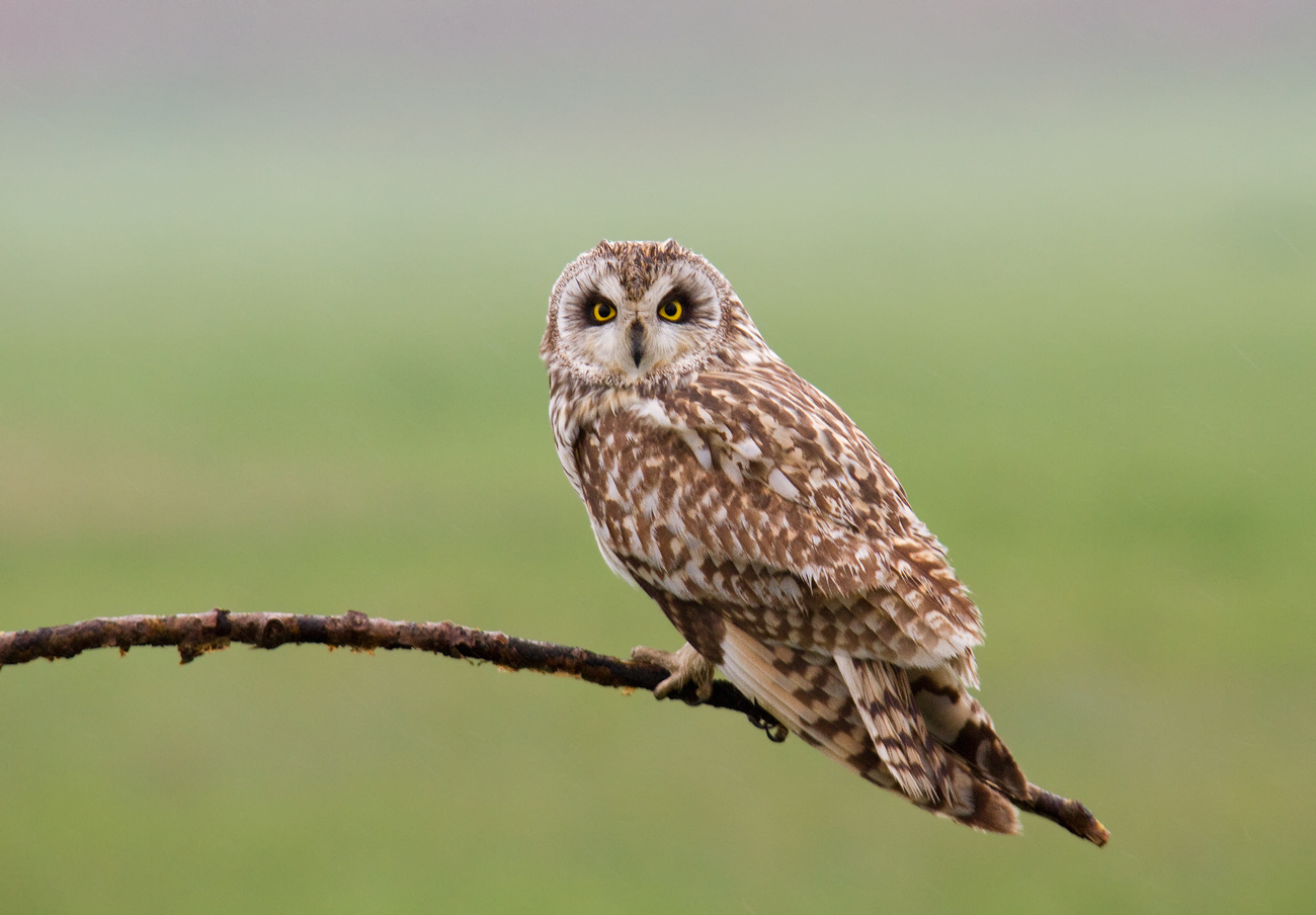short-eared owl...
