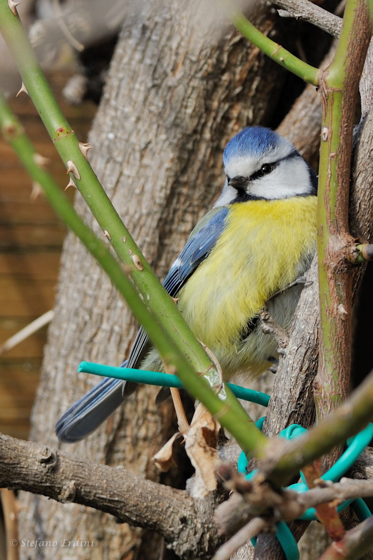 Blue Tit...