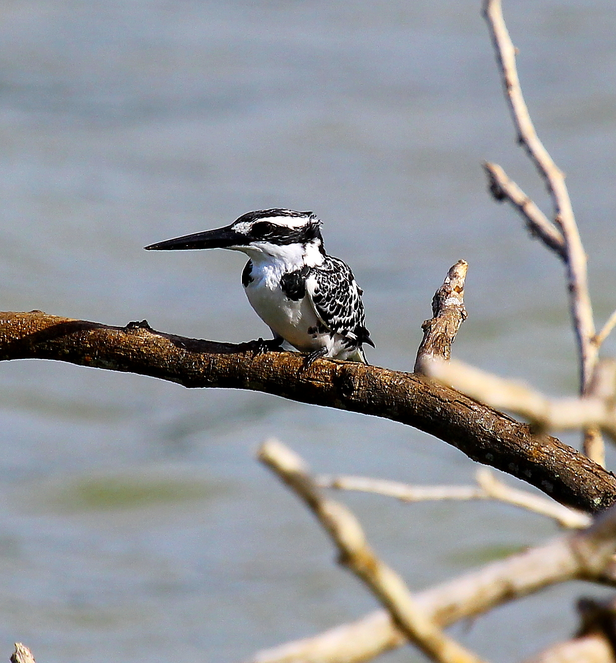 Lesser Pied Kingfisher...