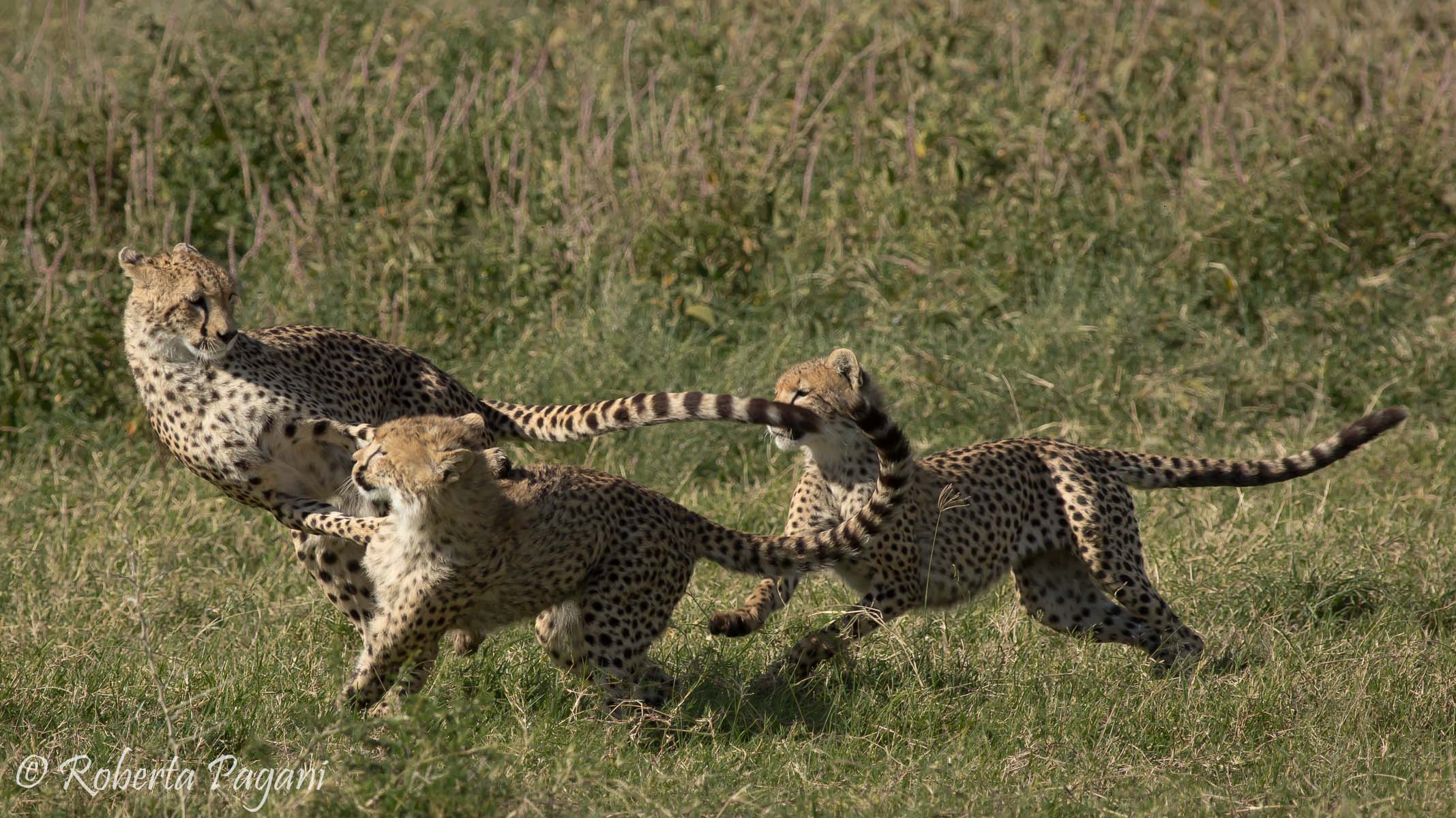 Games between cheetahs...