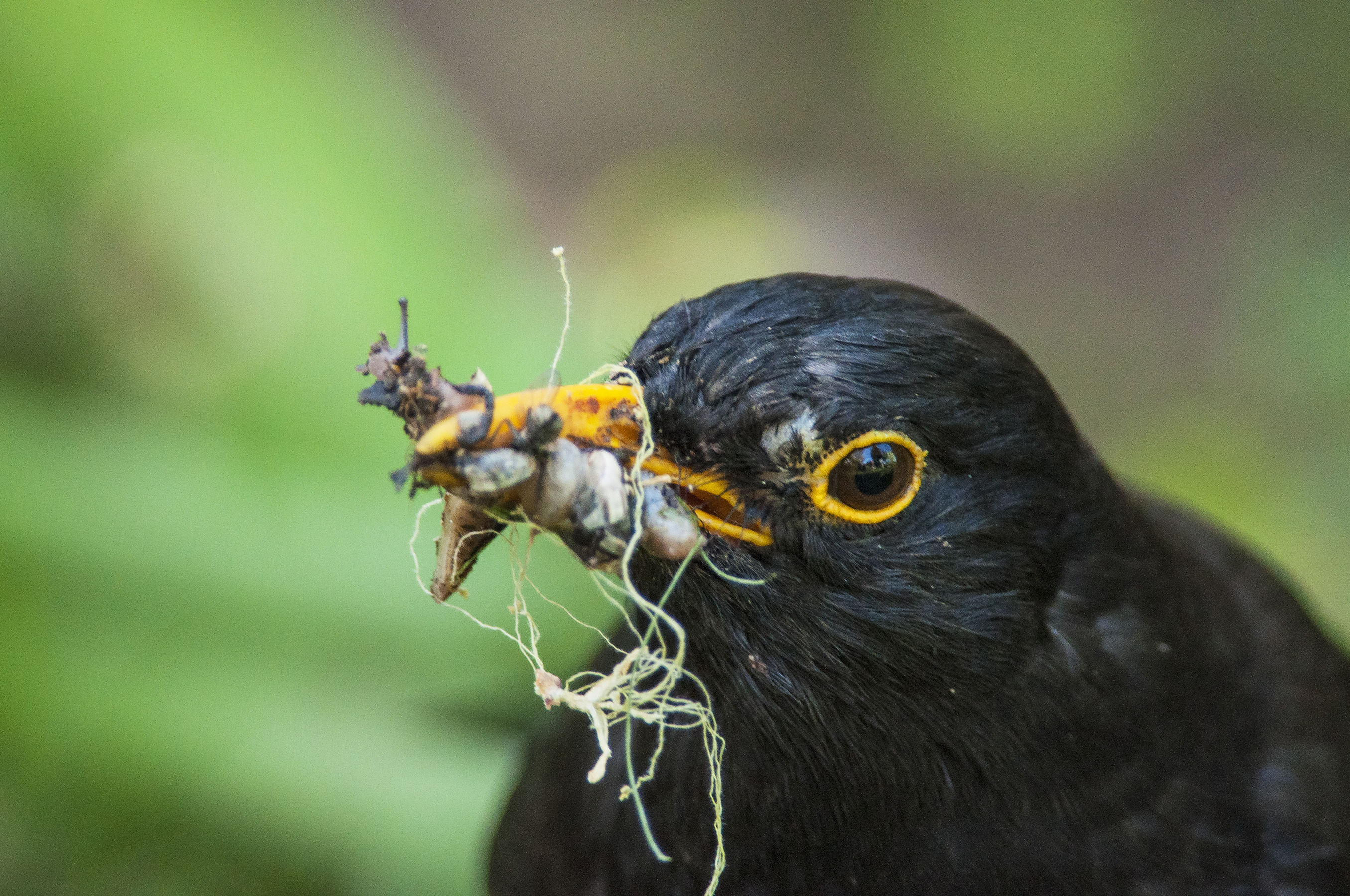 blackbird with lunch...