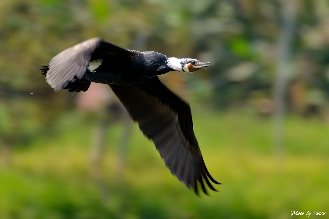 Flying great Cormorant...