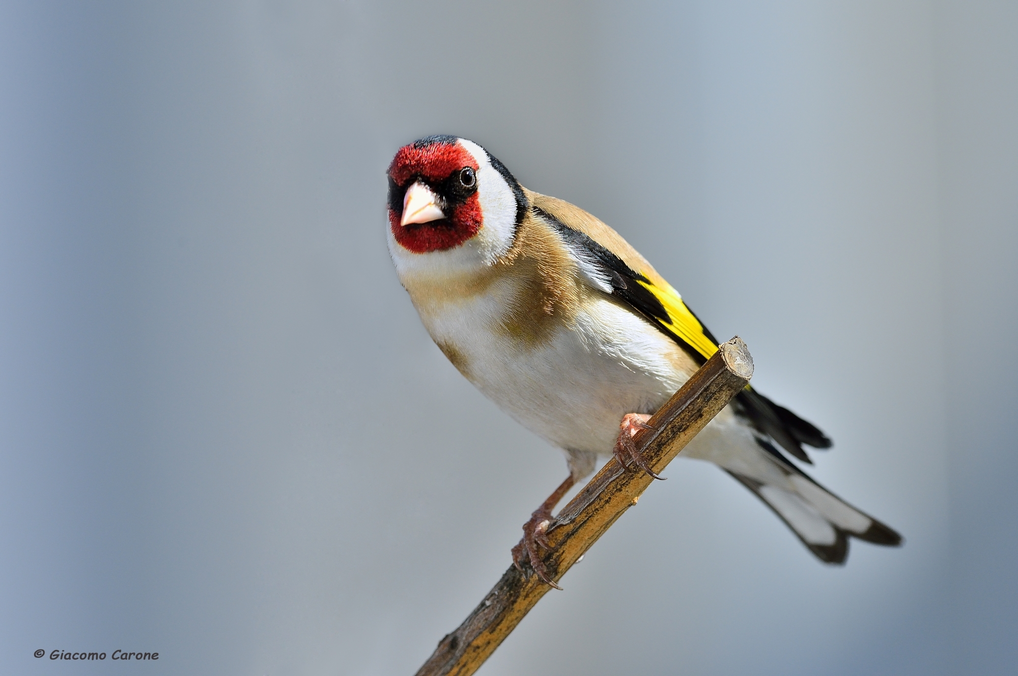 Goldfinch posing...