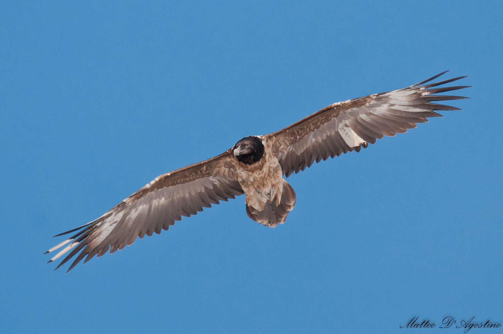 young bearded vulture...