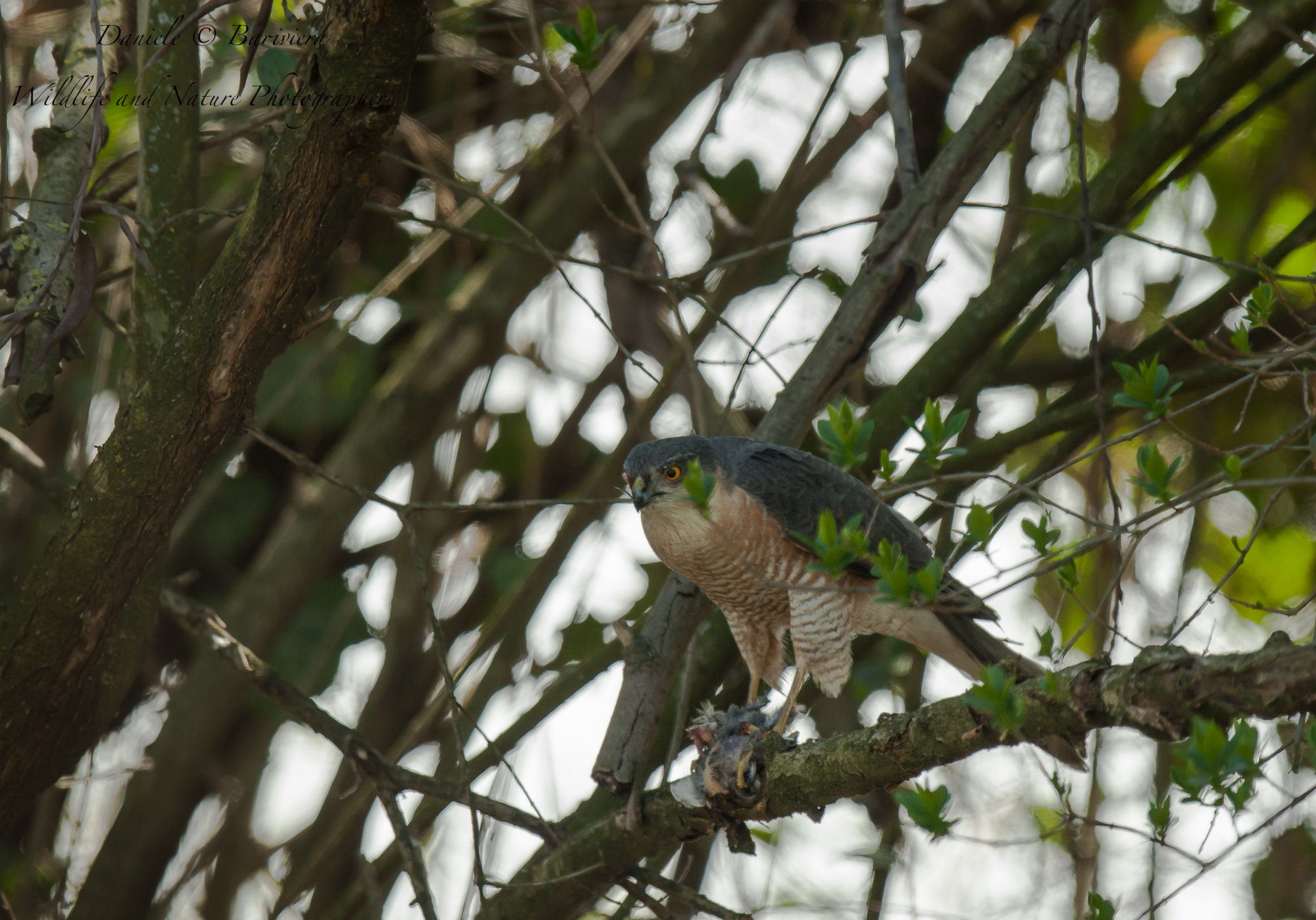 lunch the sparrowhawk (male) 3...