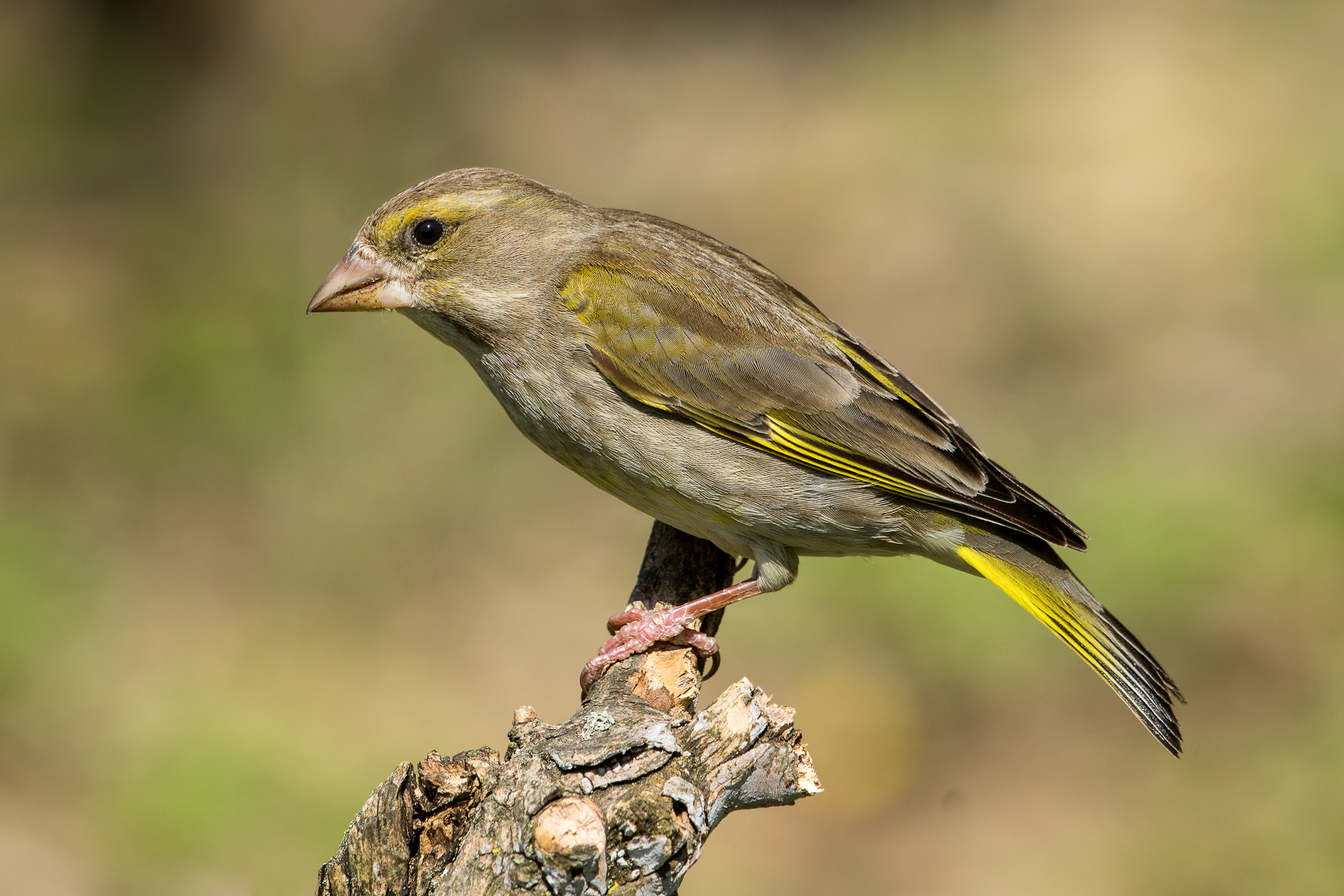 greenfinch...