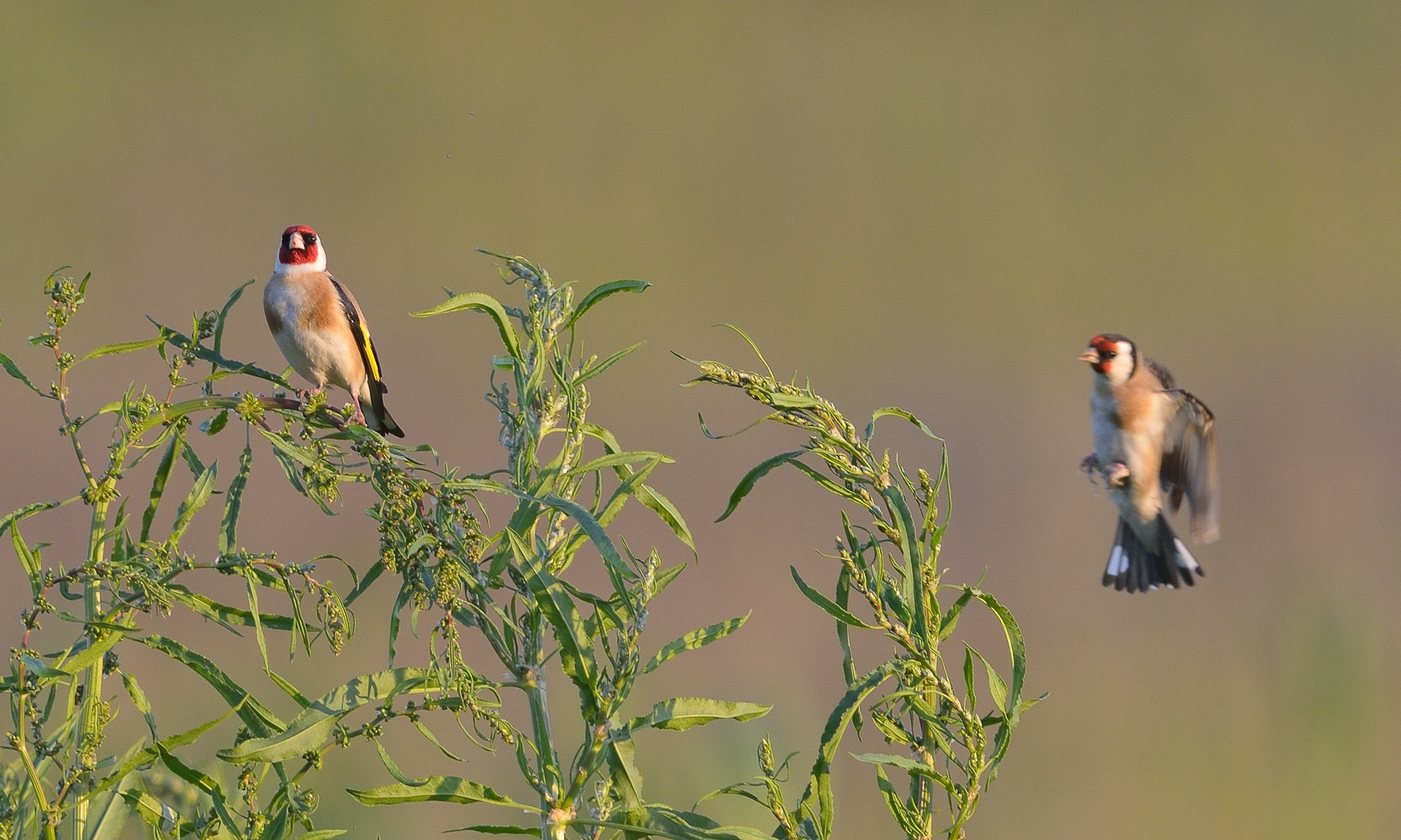 Goldfinches at sunset...