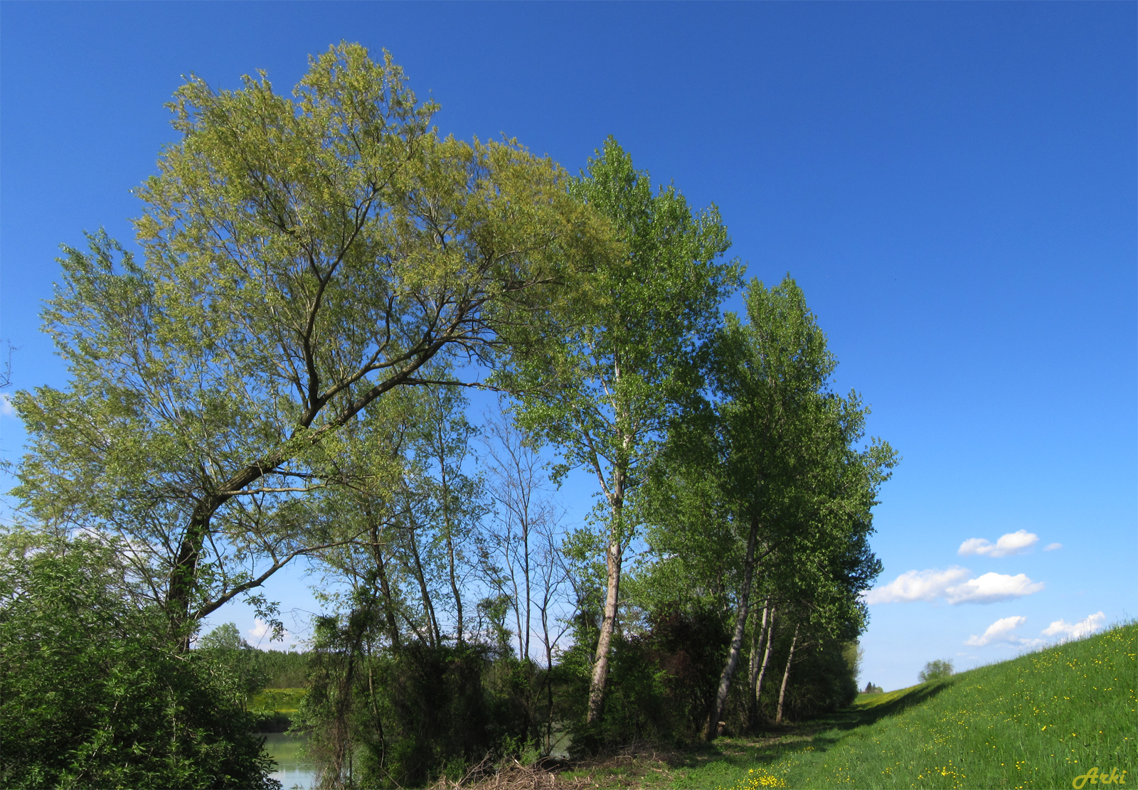 Panoramica Alberi...