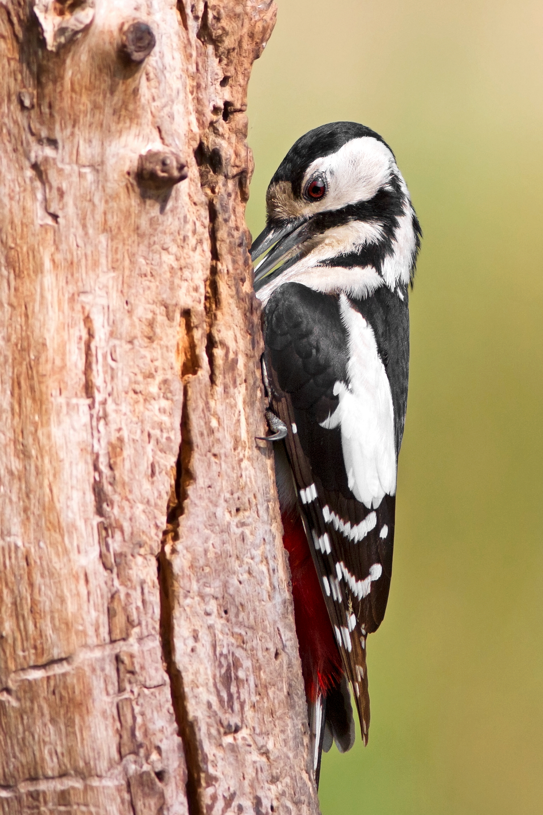 Woodpecker maggiore_3...