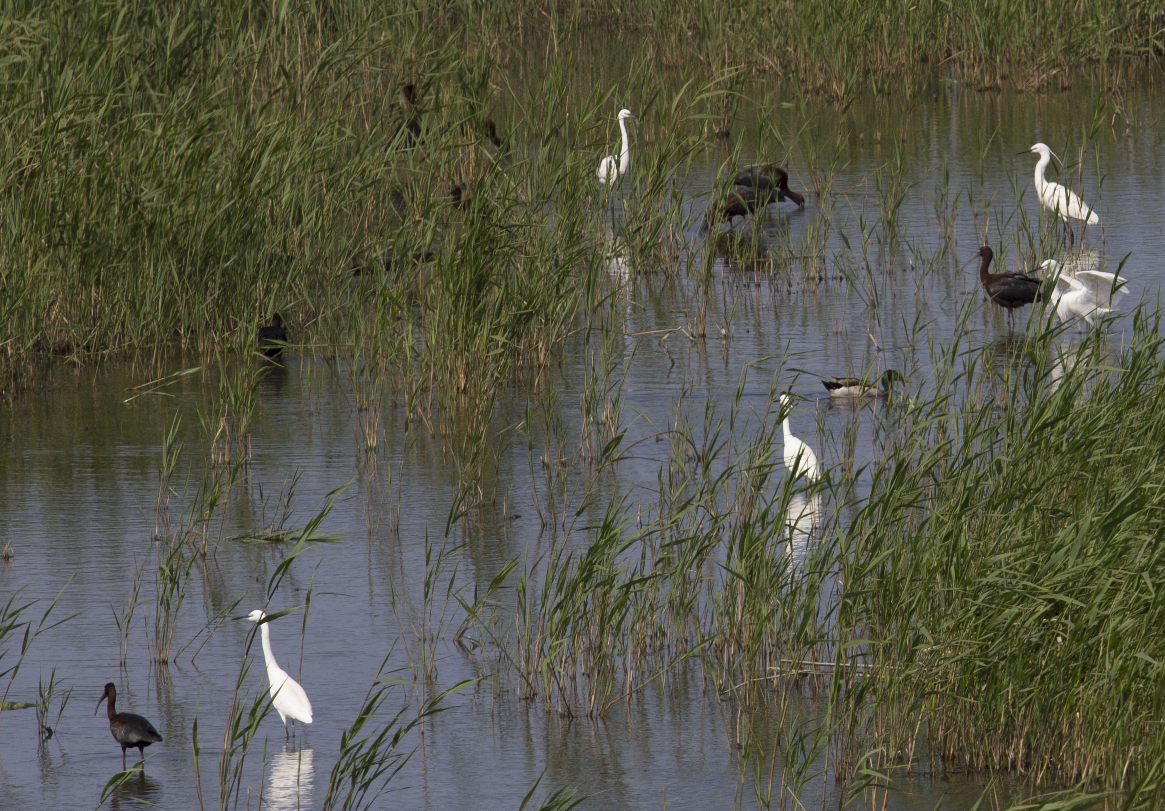 egrets, shelduck and then what? tell me...