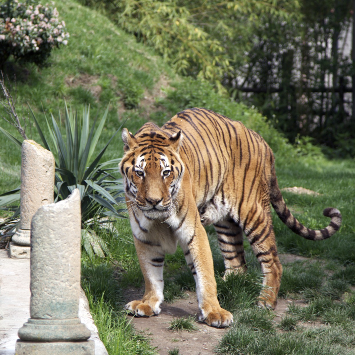 Tiger posing...