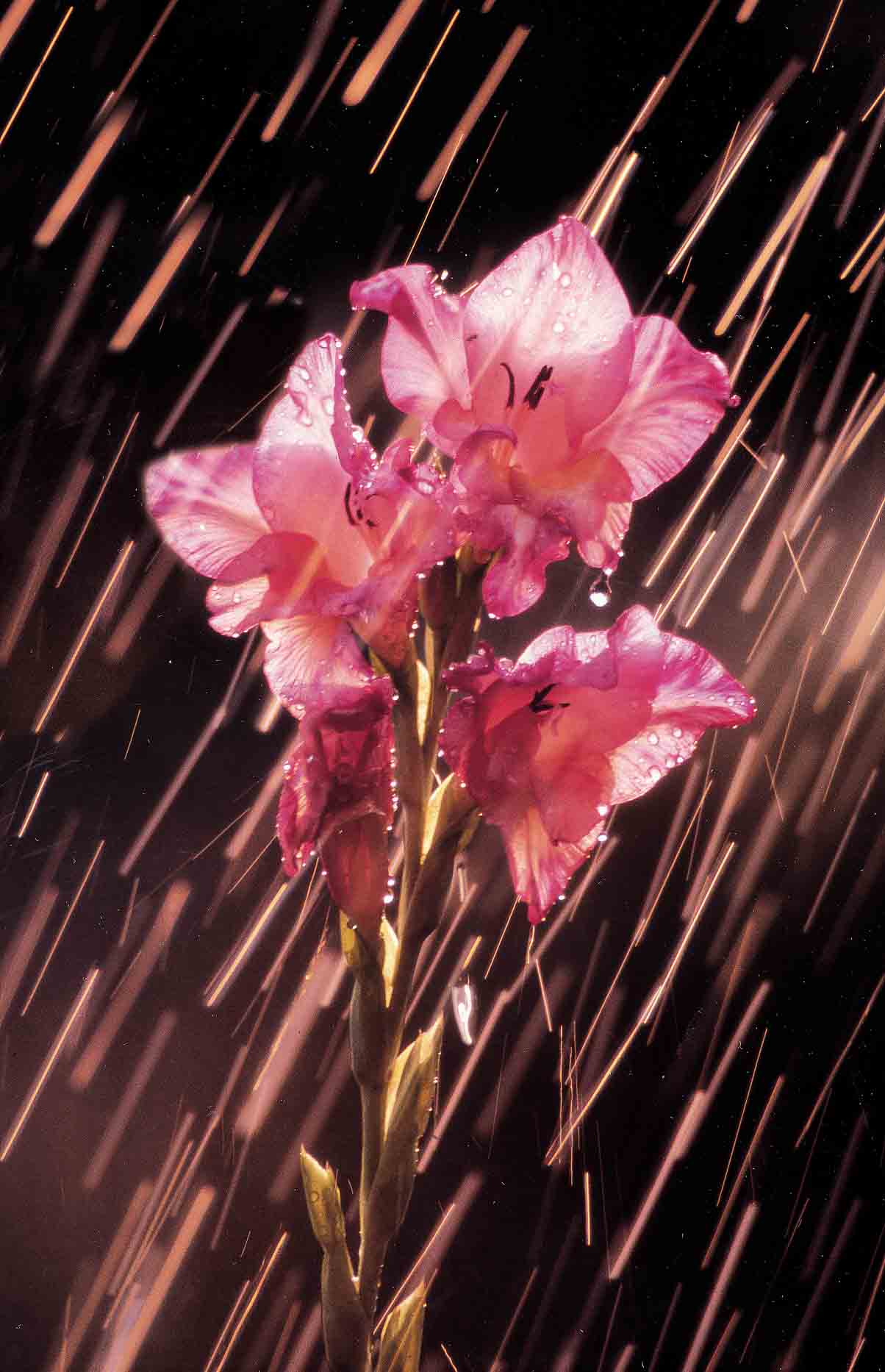 Gladiolus in the rain...