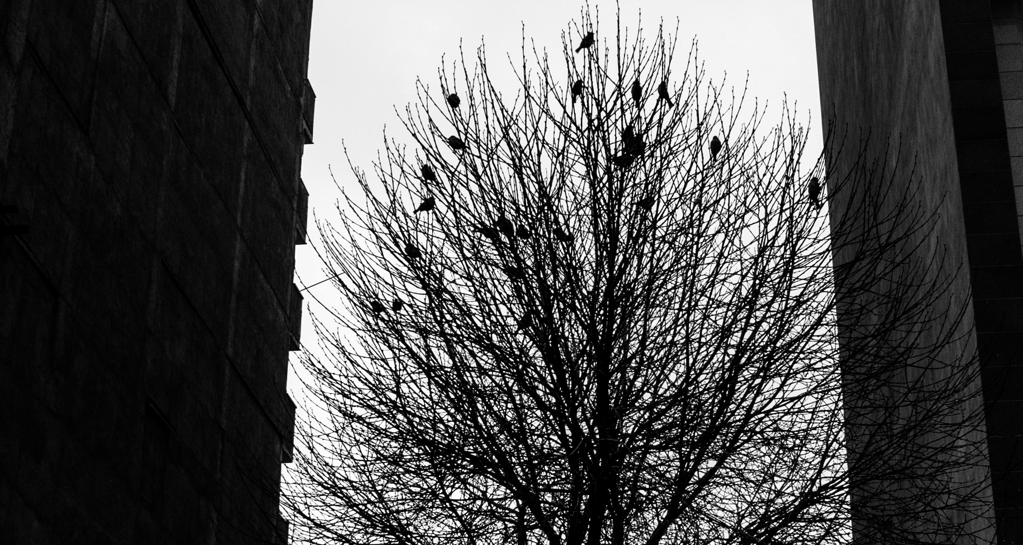 Uccelli ... albero ... & ... PARETI...