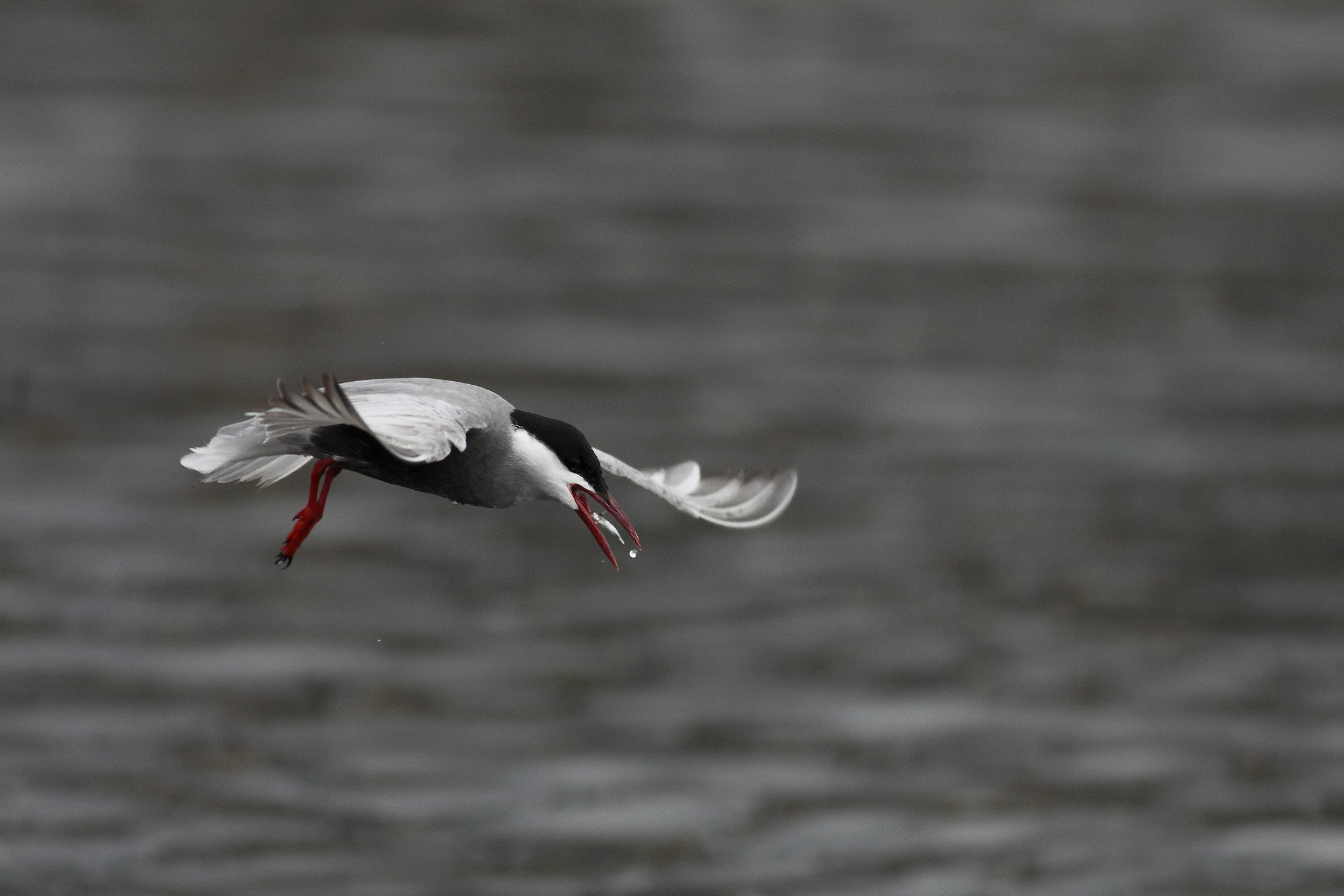 Whiskered Tern...