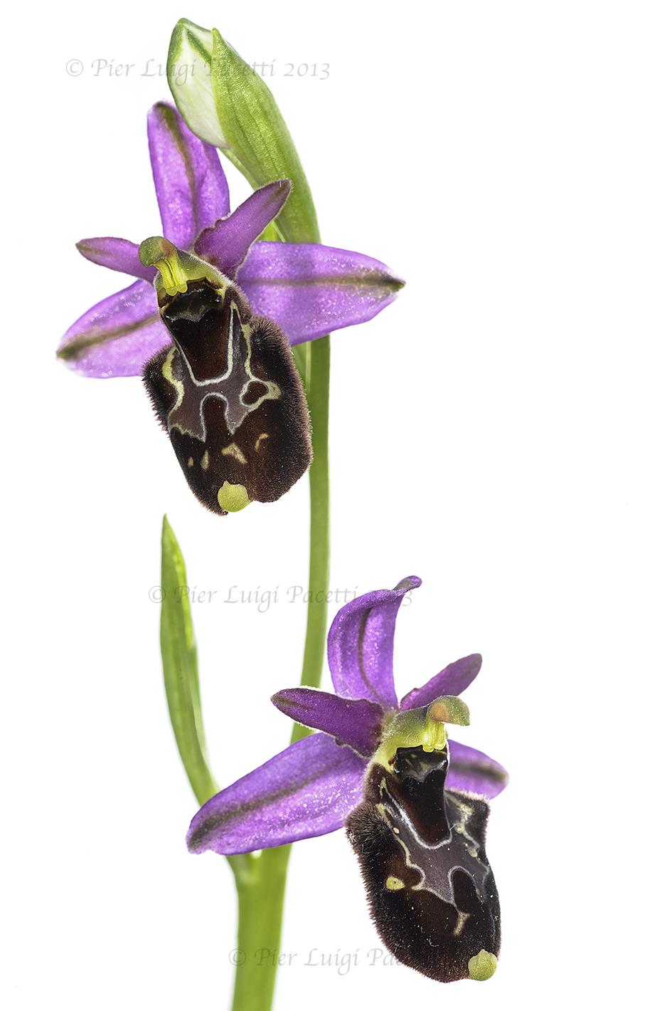Ophrys Ophrys x bertolonii holosericea...