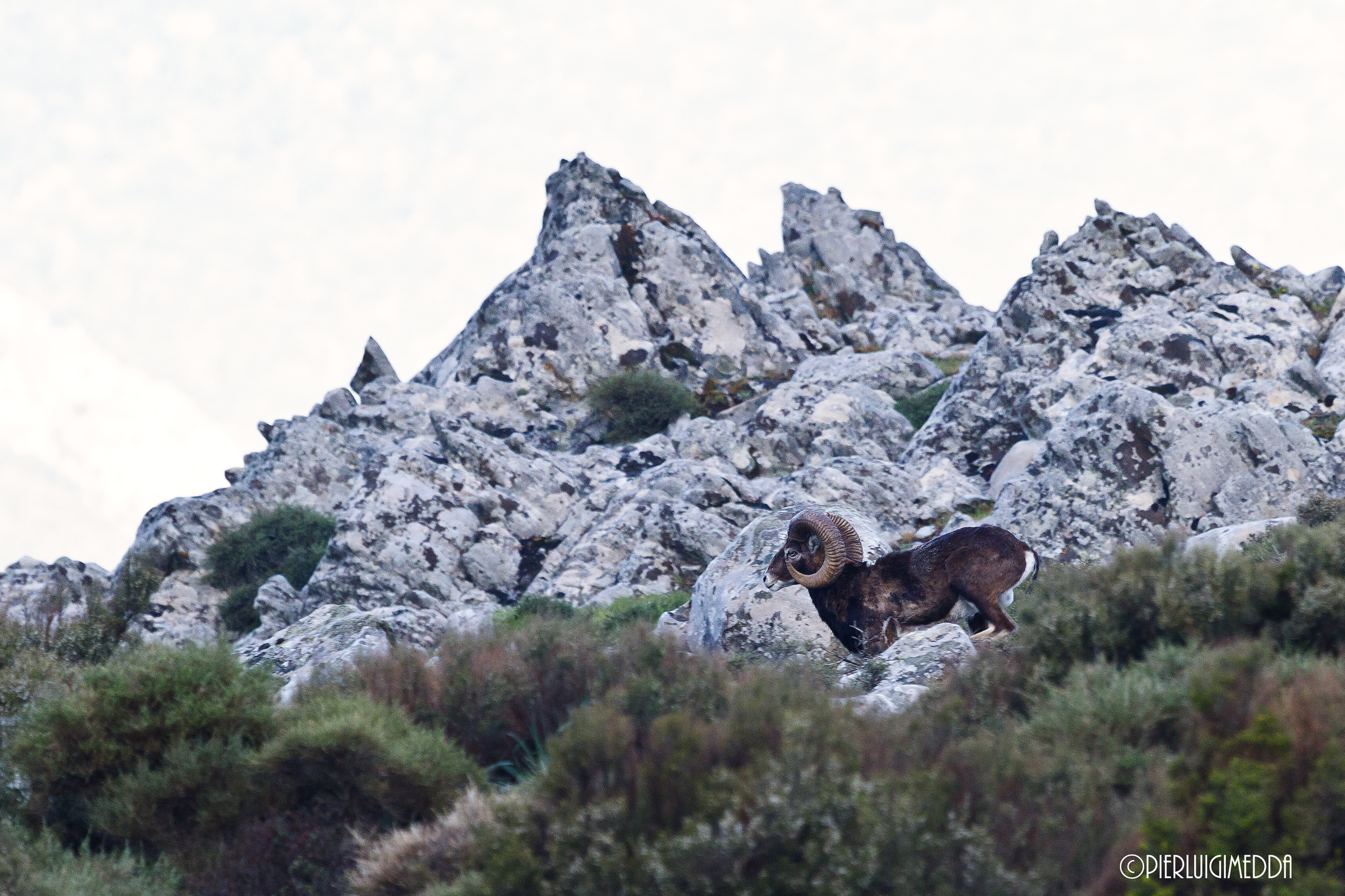 Mouflon...