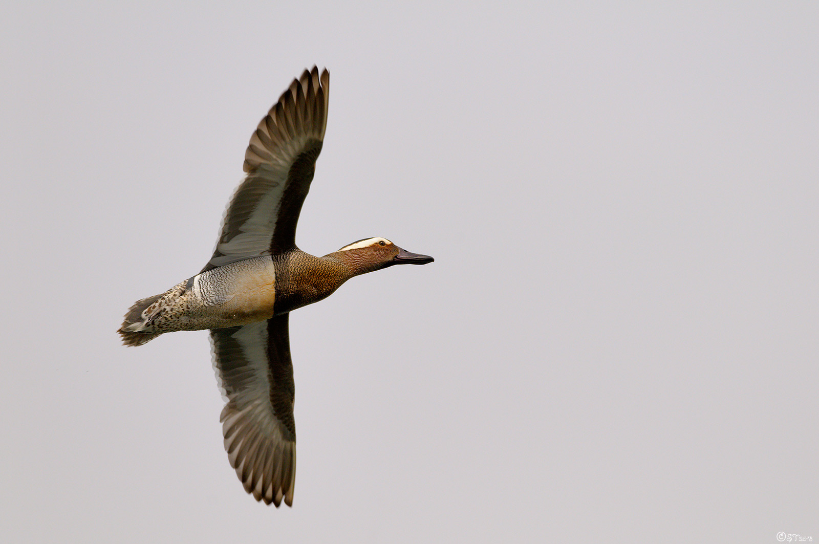 garganey...