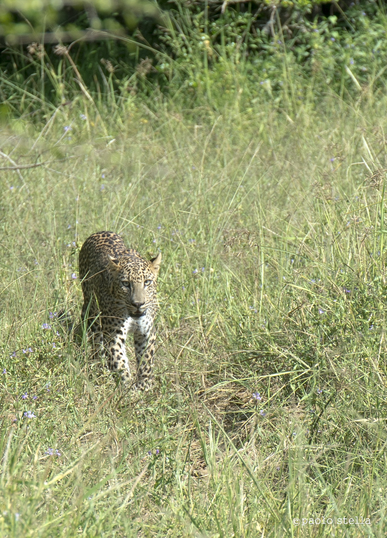 panthera pardus kotiya...