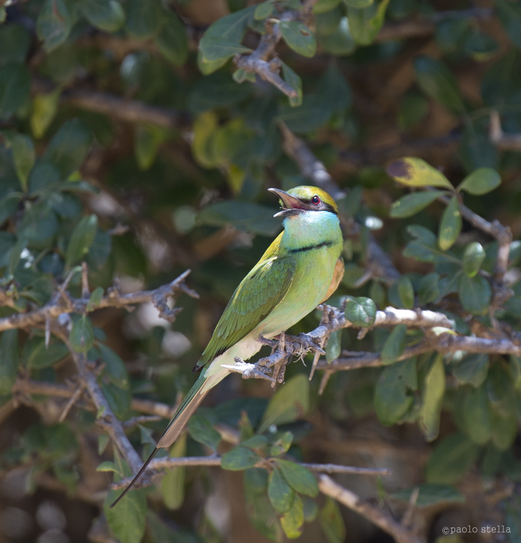 Little Green Bee-eater singing on a branch...