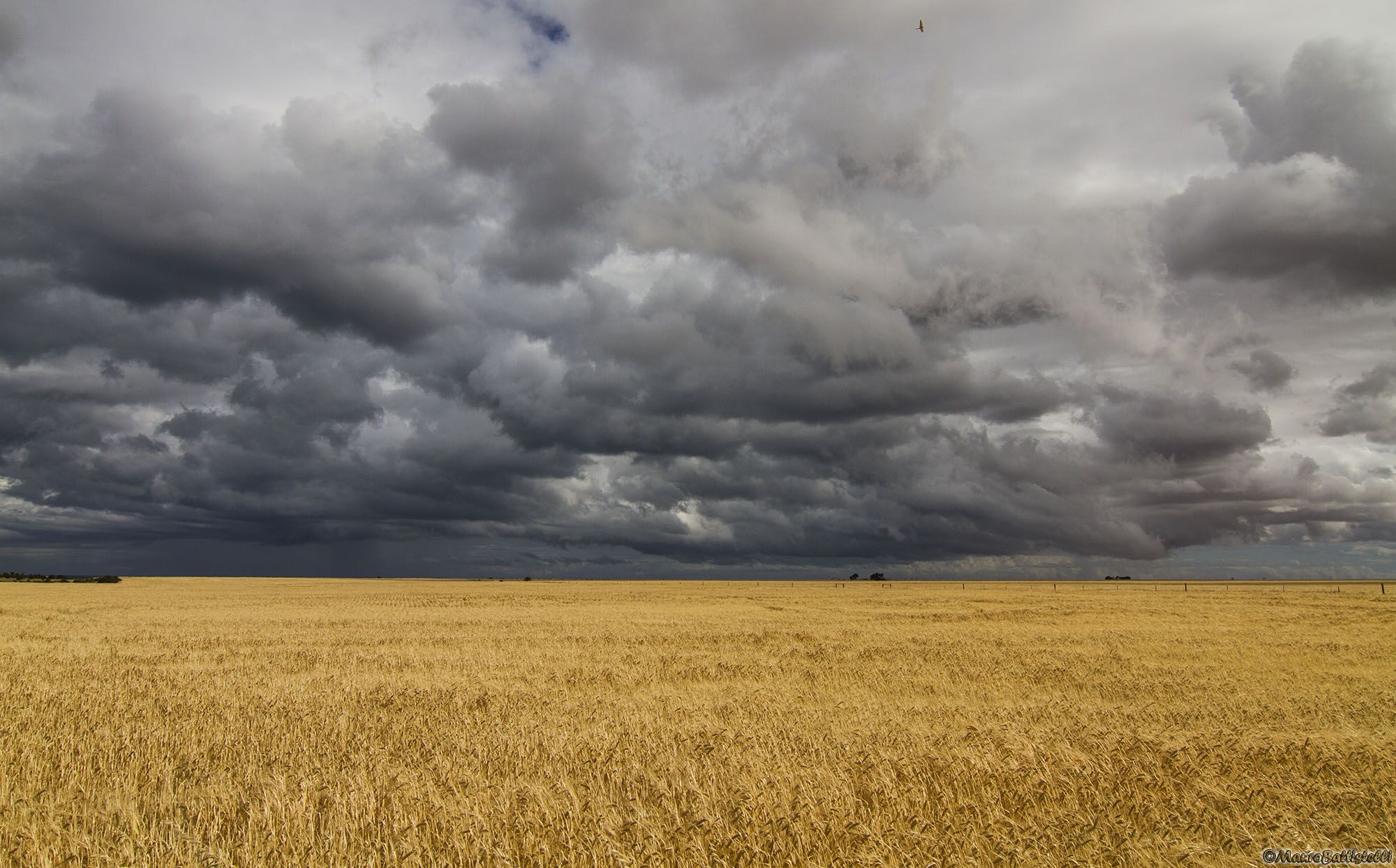 Wheat and Clouds...