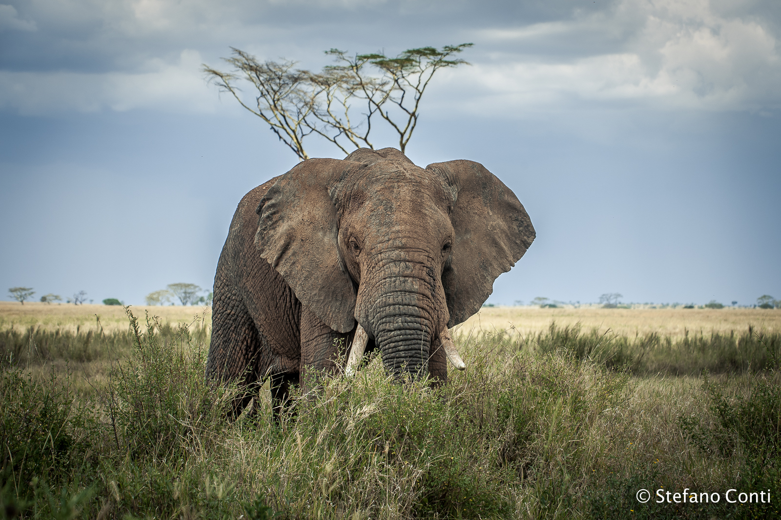 Elefante nel Serengeti...