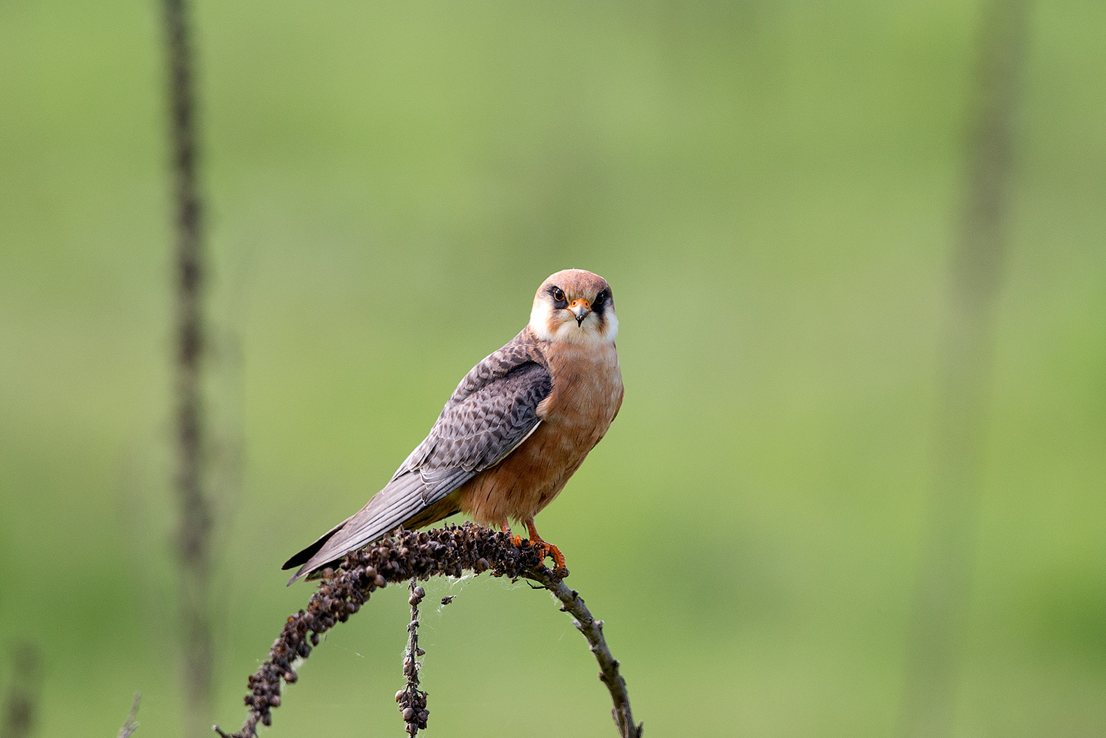 Red-footed Falcon...
